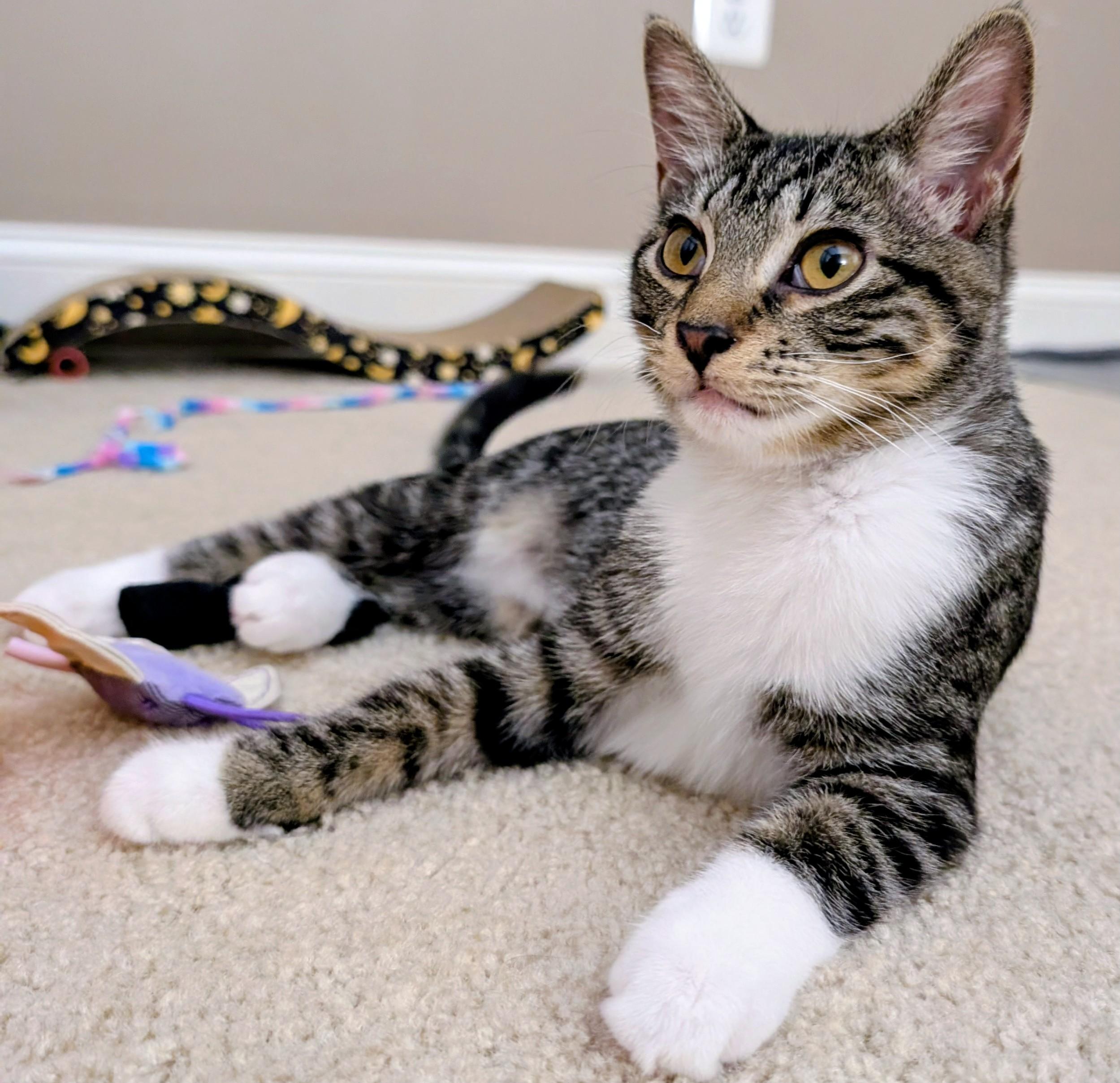 Enlarge Rachel, an adoptable Tabby in Frederick, MD image 2/5