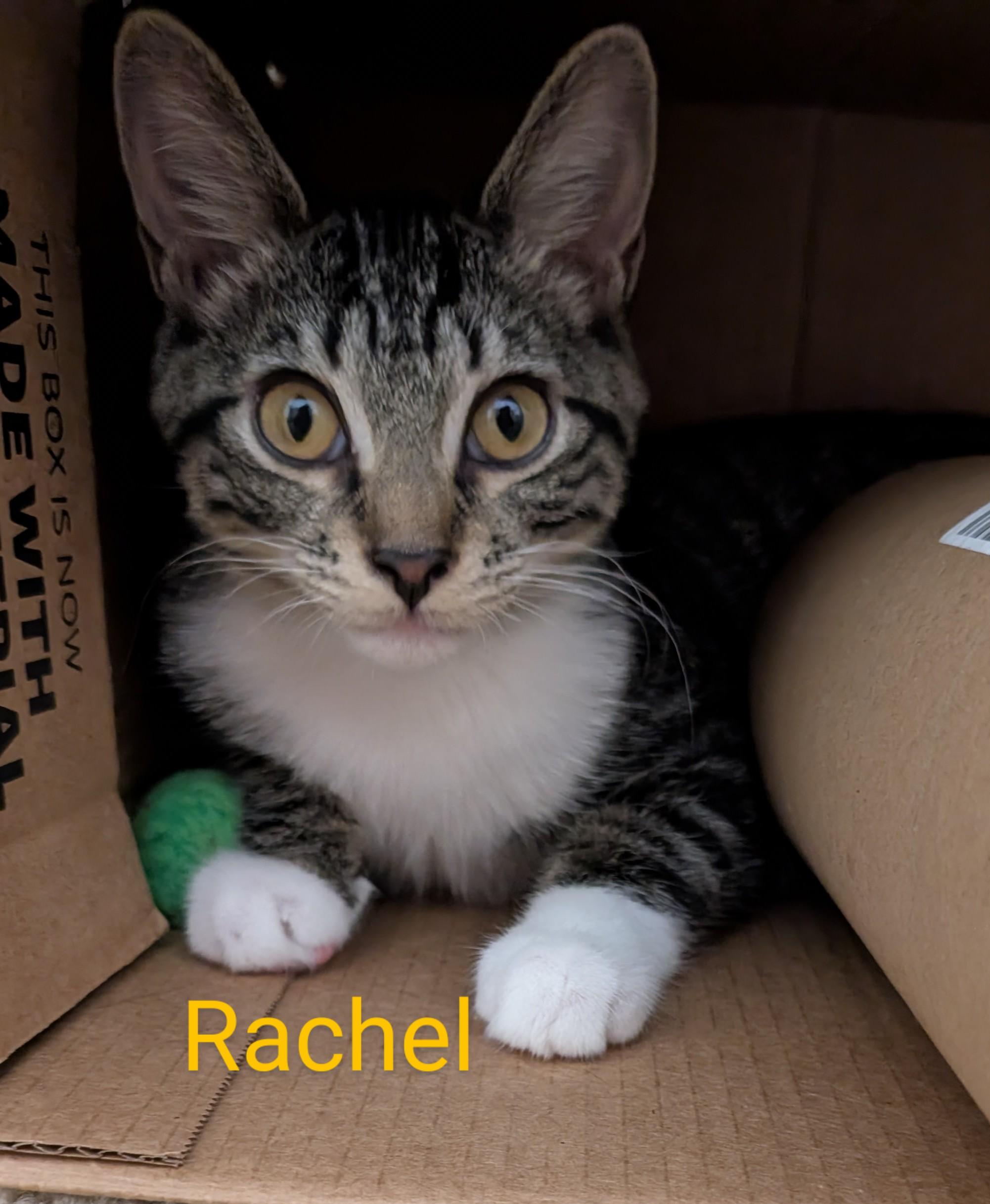 Enlarge Rachel, an adoptable Tabby in Frederick, MD image 3/5