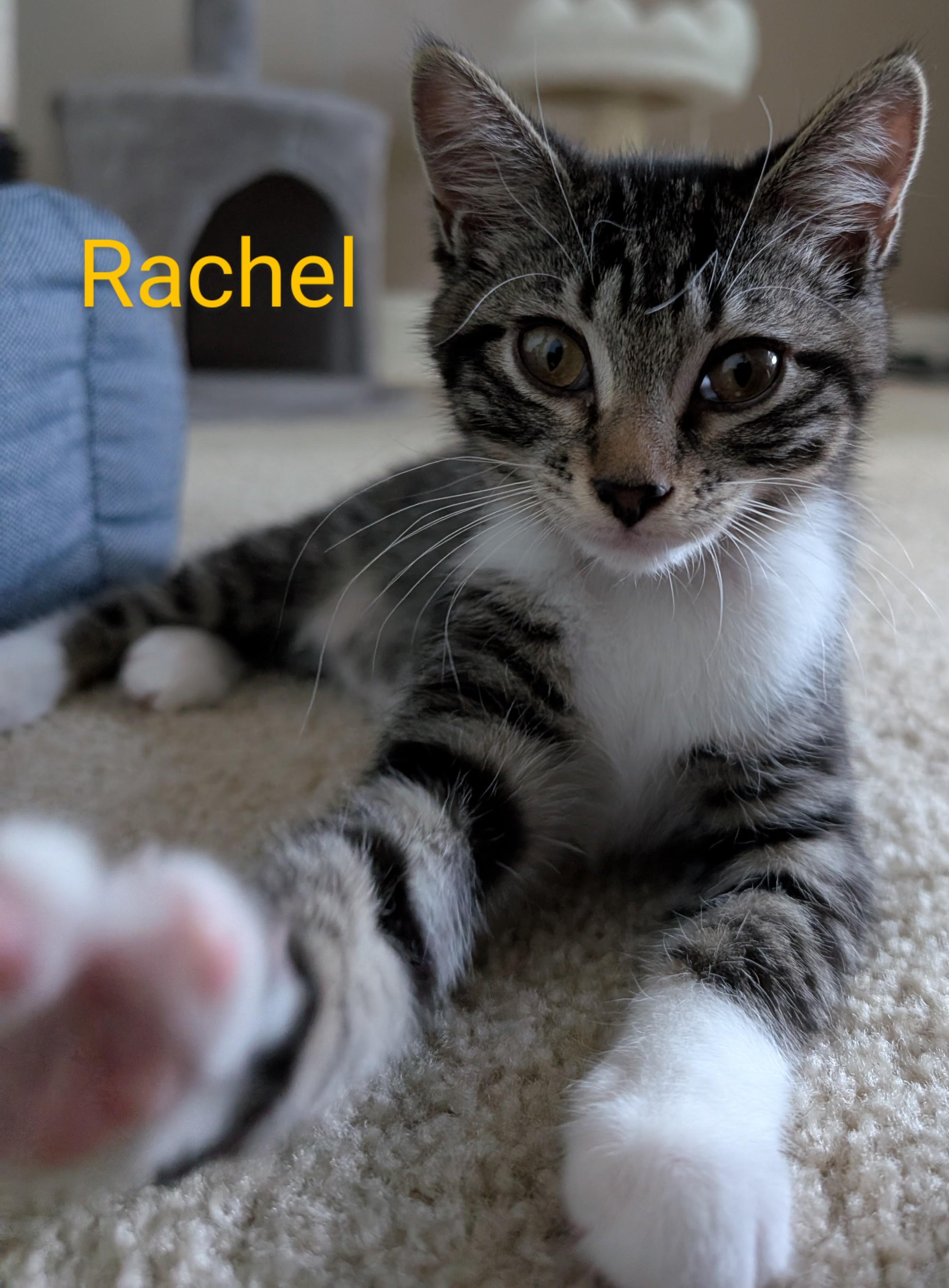 Rachel photo 3