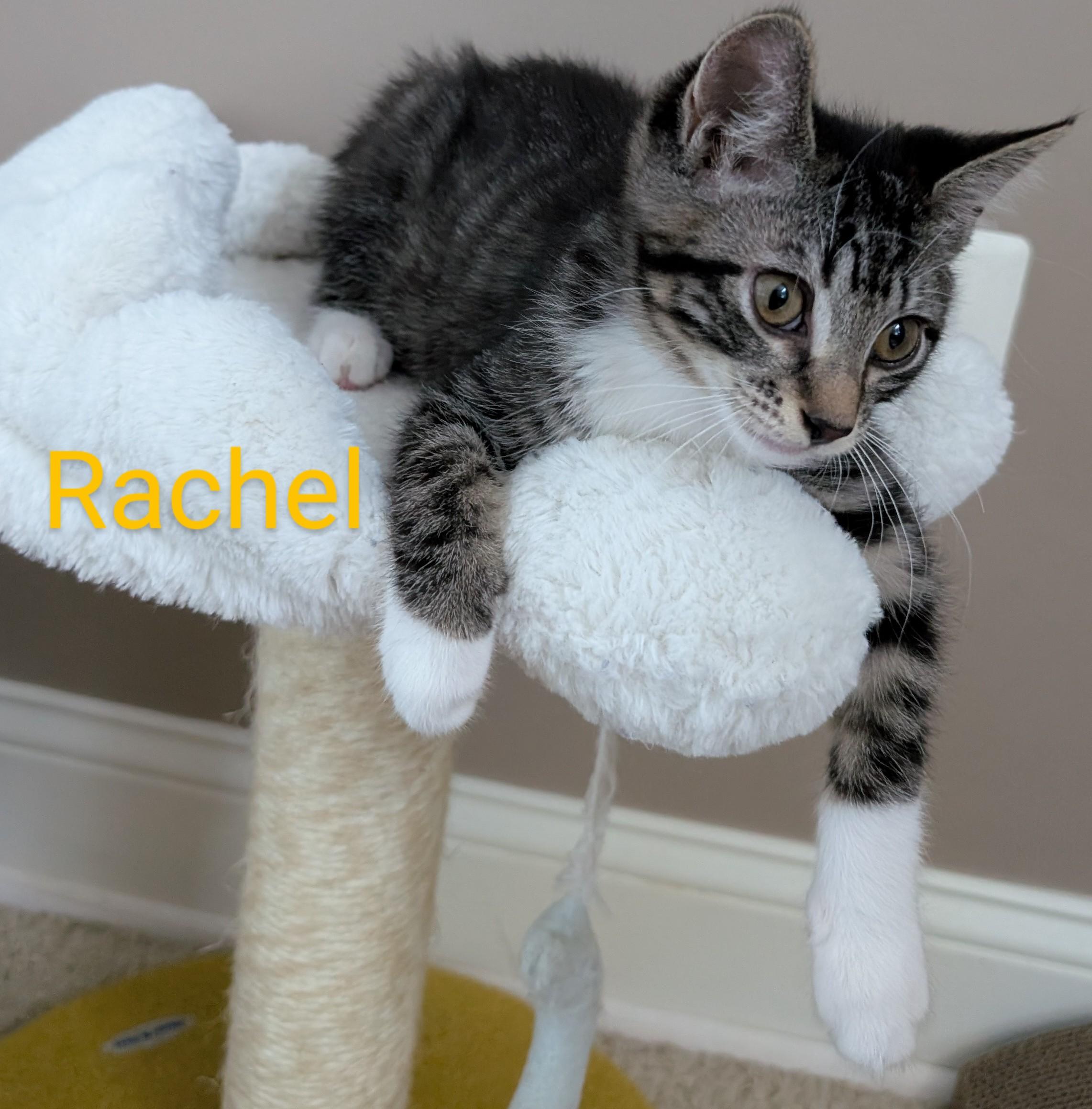 Rachel, Baby Female unknown