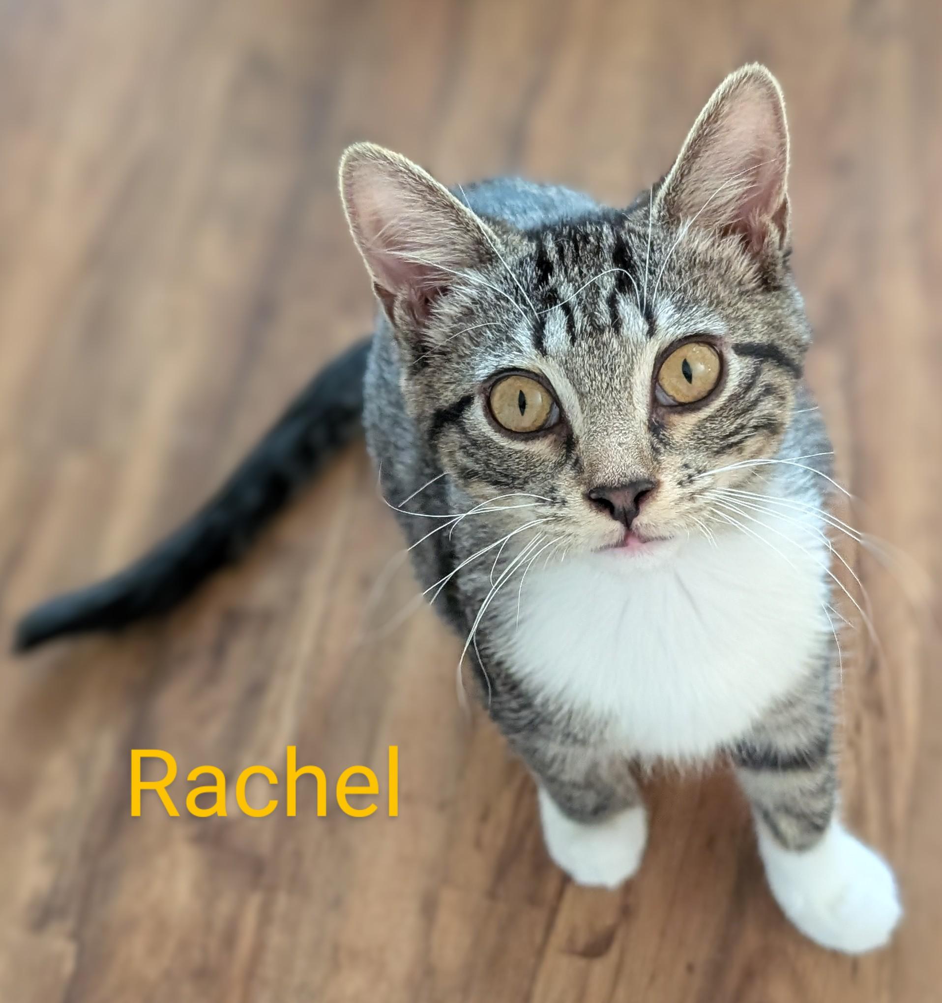 Rachel, adoptable, Young Female Tabby.