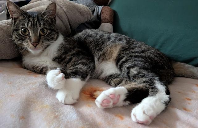 Enlarge Rachel, an adoptable Tabby in Frederick, MD image 4/5