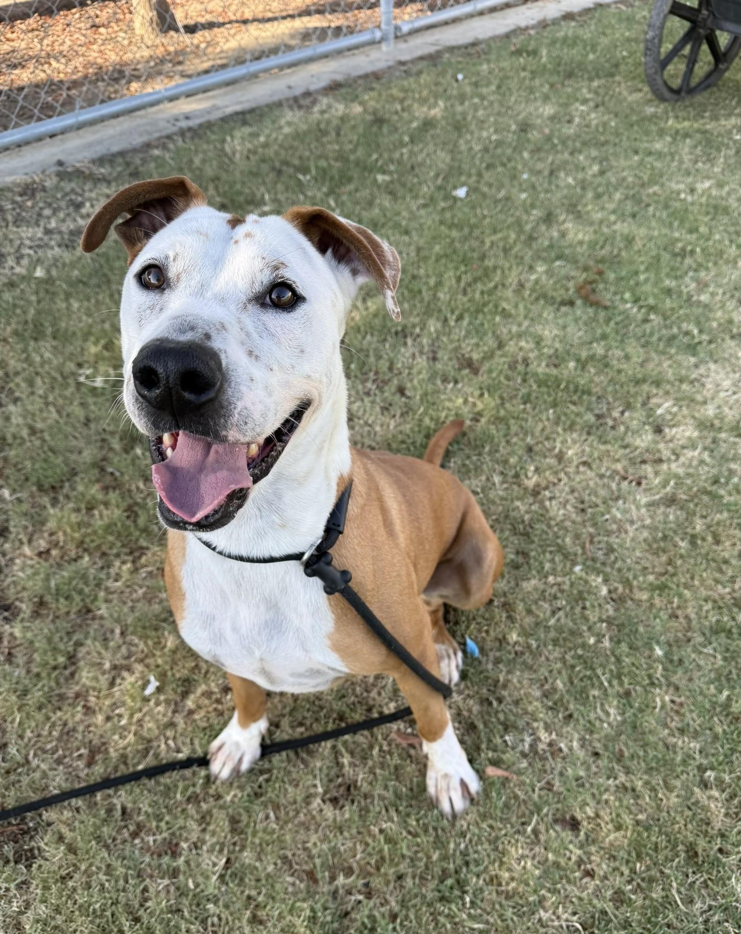 Jerry **Courtesy Post. Out of town pet. See below for details**