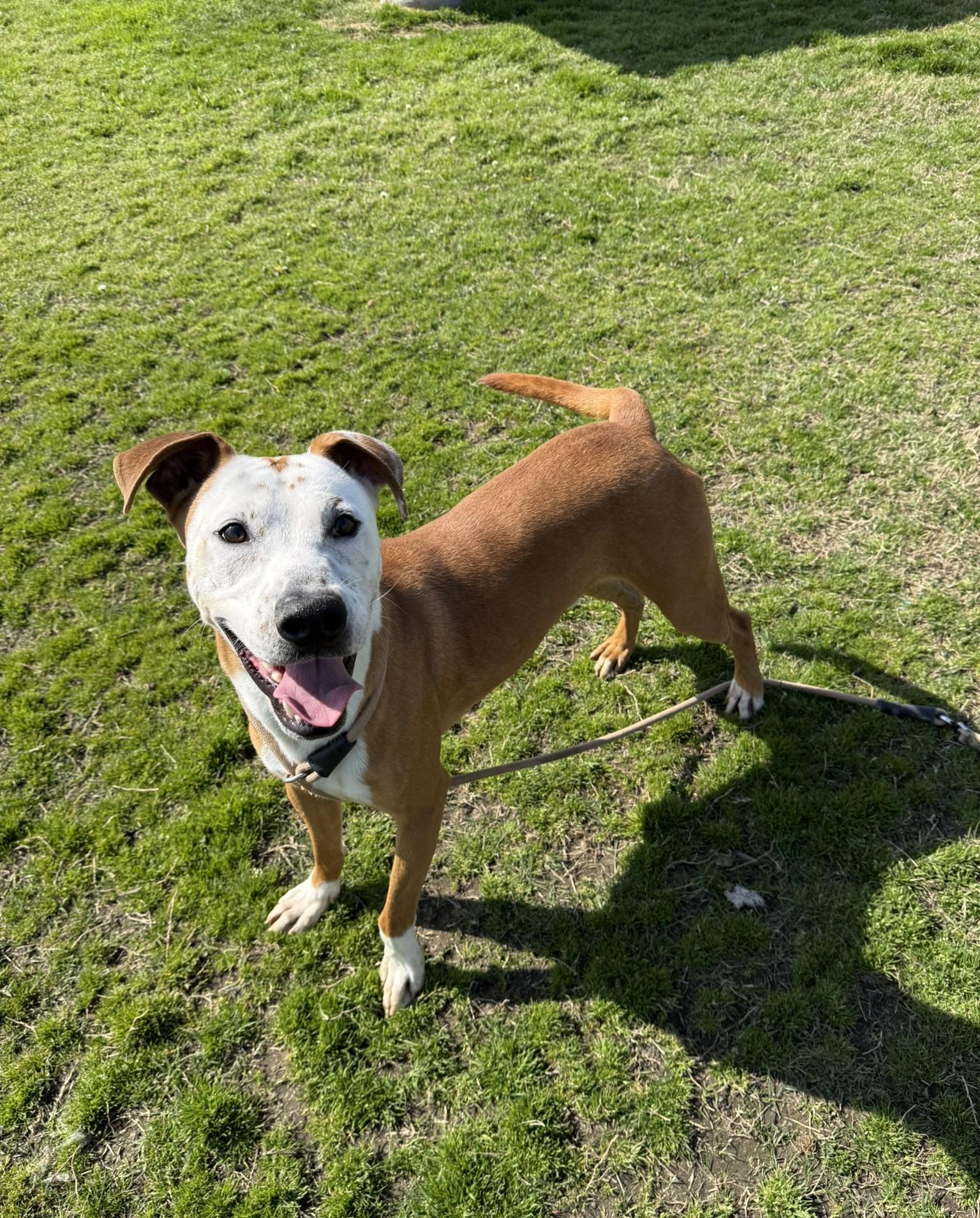 Jerry **Courtesy Post. Out of town pet. See below for details**