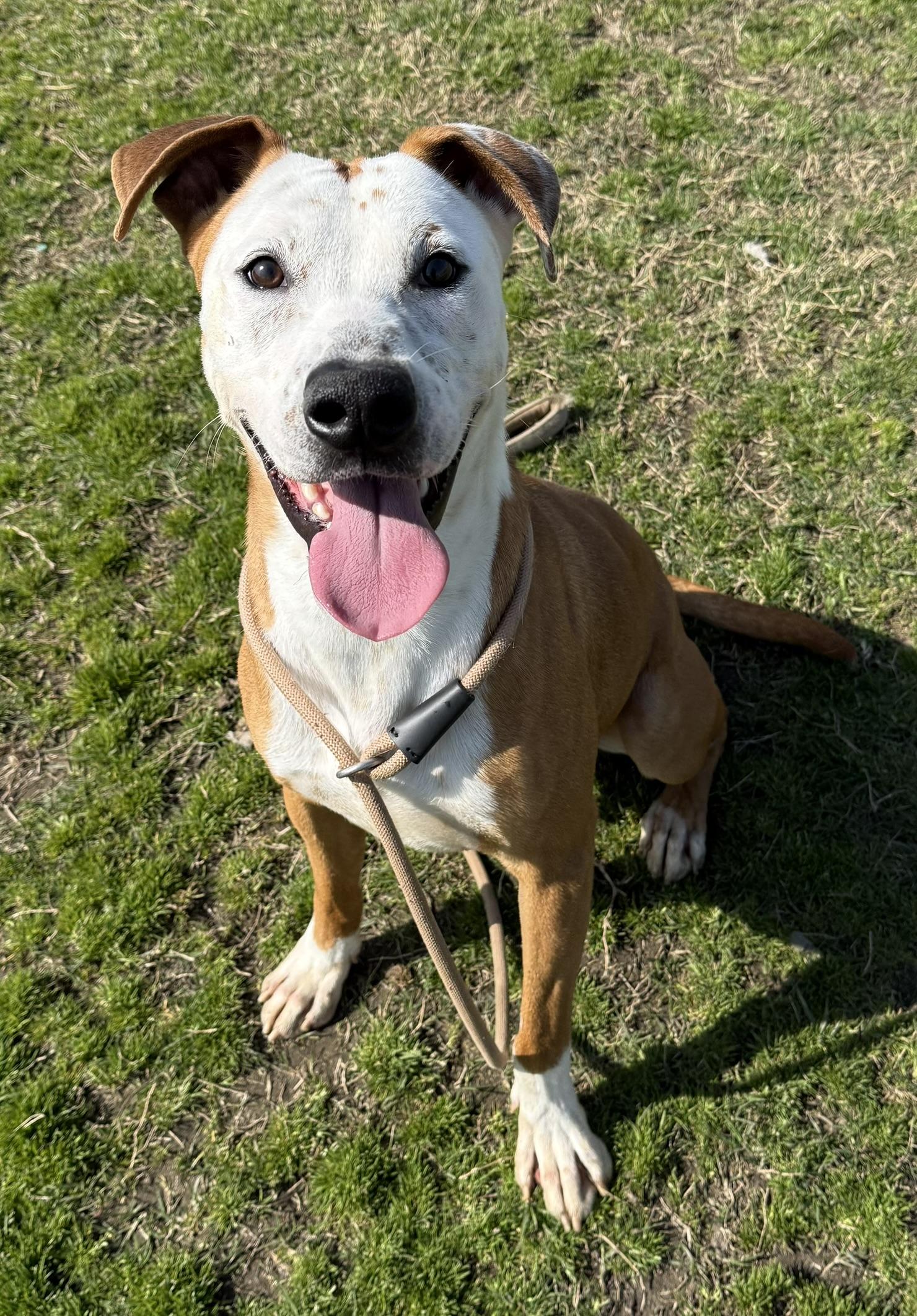 Jerry **Courtesy Post. Out of town pet. See below for details**