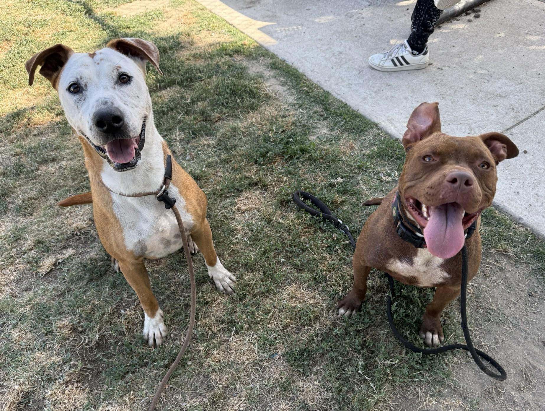 Jerry **Courtesy Post. Out of town pet. See below for details**