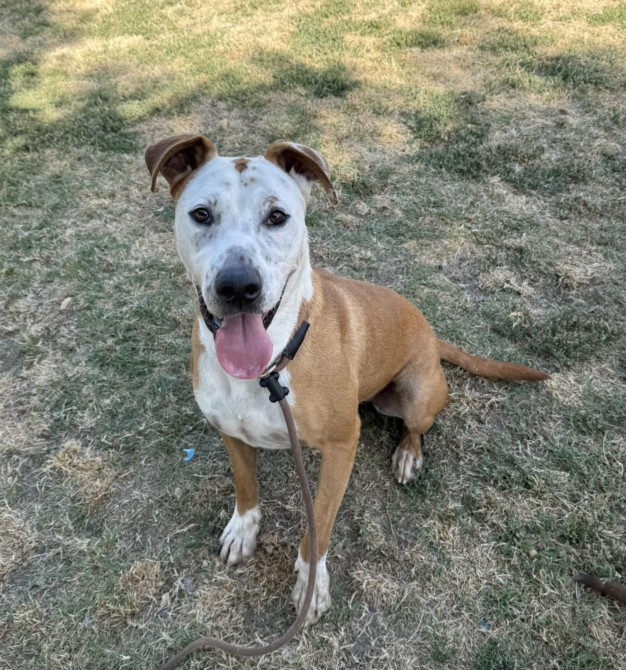 Jerry **Courtesy Post. Out of town pet. See below for details**