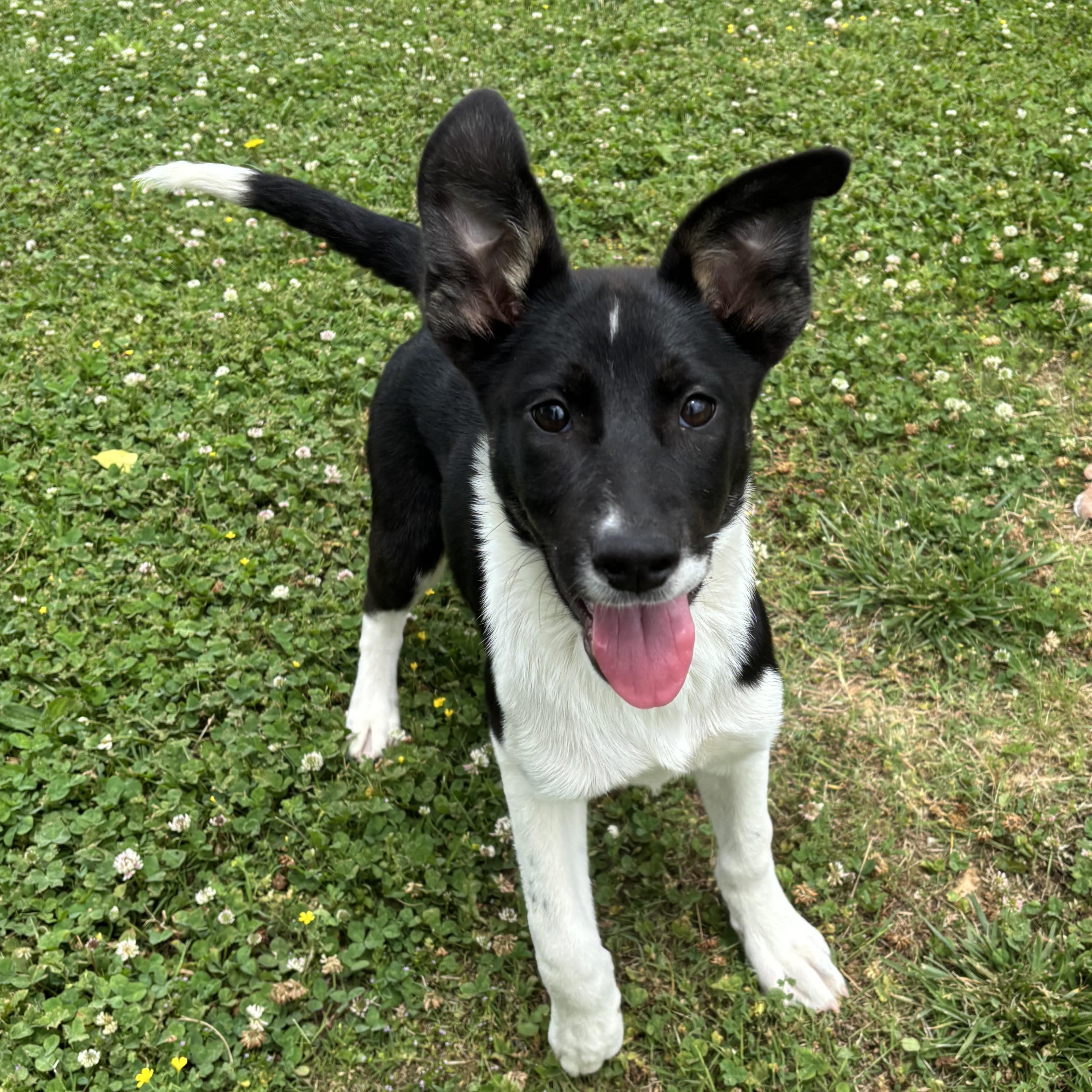 IHOP, a ADOPTABLE mixed breed in Lowell, AR image 2/6