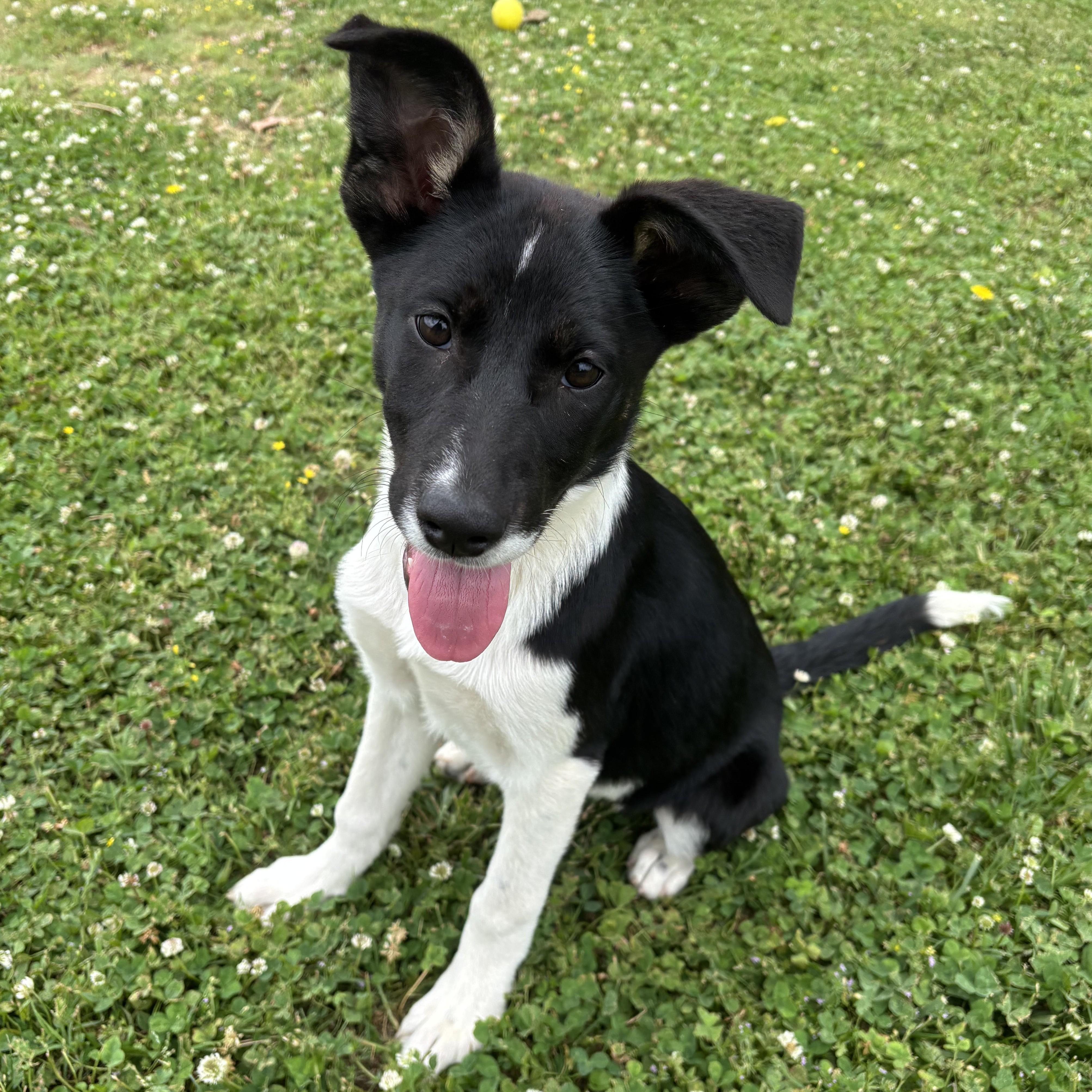 IHOP, ADOPTABLE, Puppy Female Labrador Retriever.
