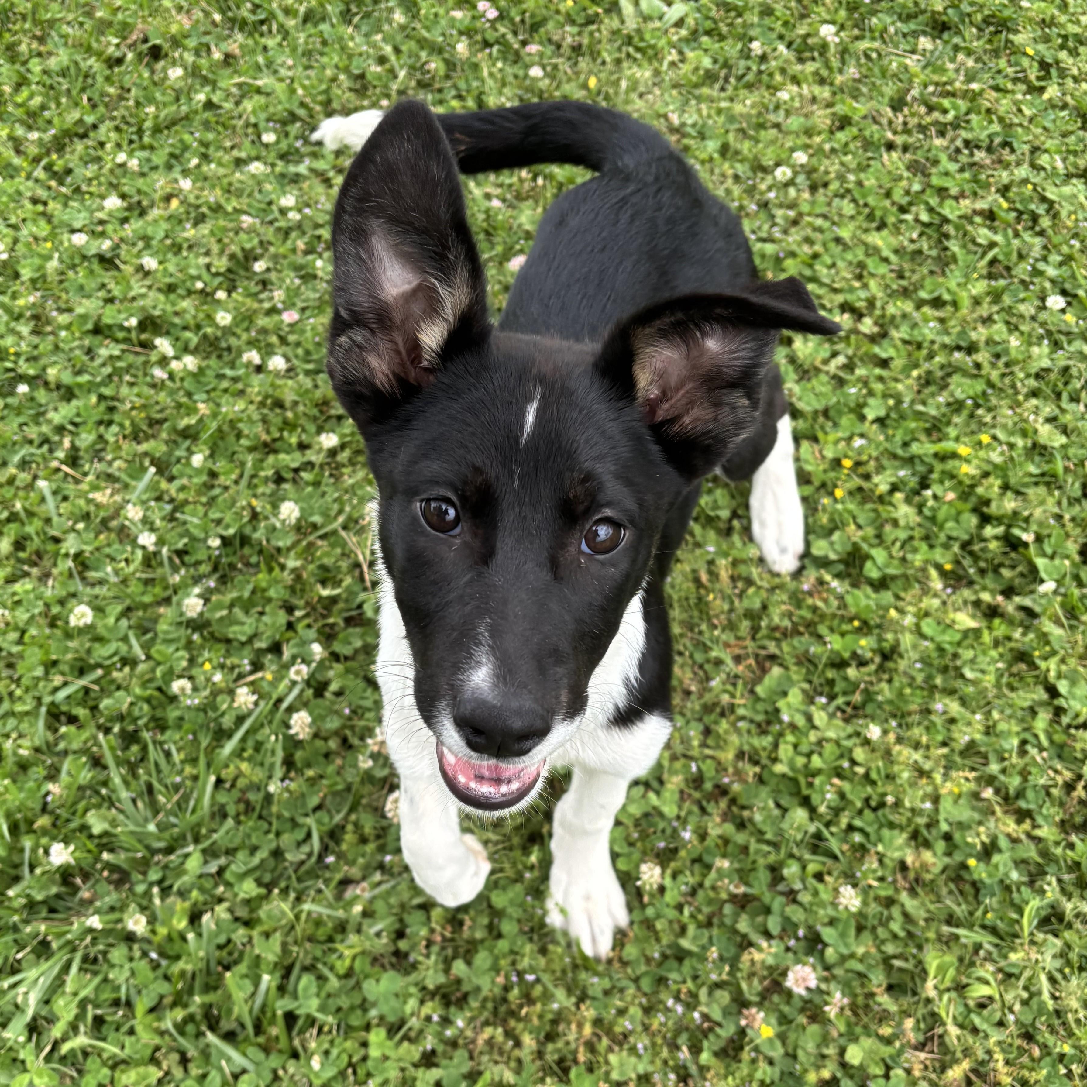 IHOP, a ADOPTABLE mixed breed in Lowell, AR image 3/6