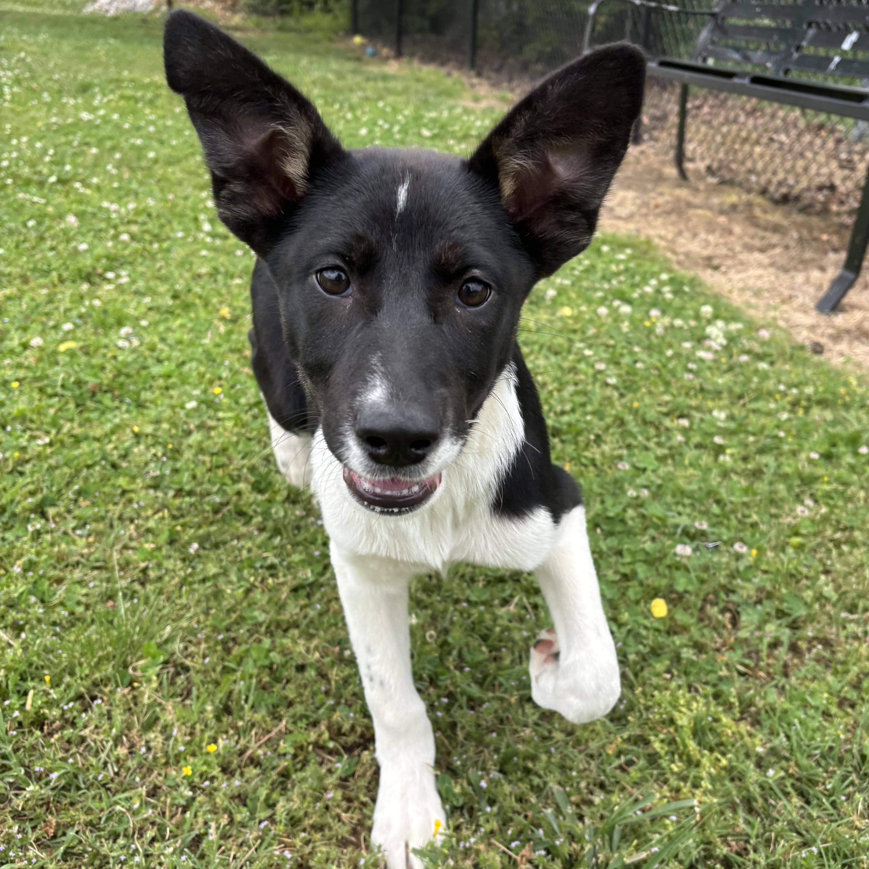 IHOP, a ADOPTABLE mixed breed in Lowell, AR image 6/6
