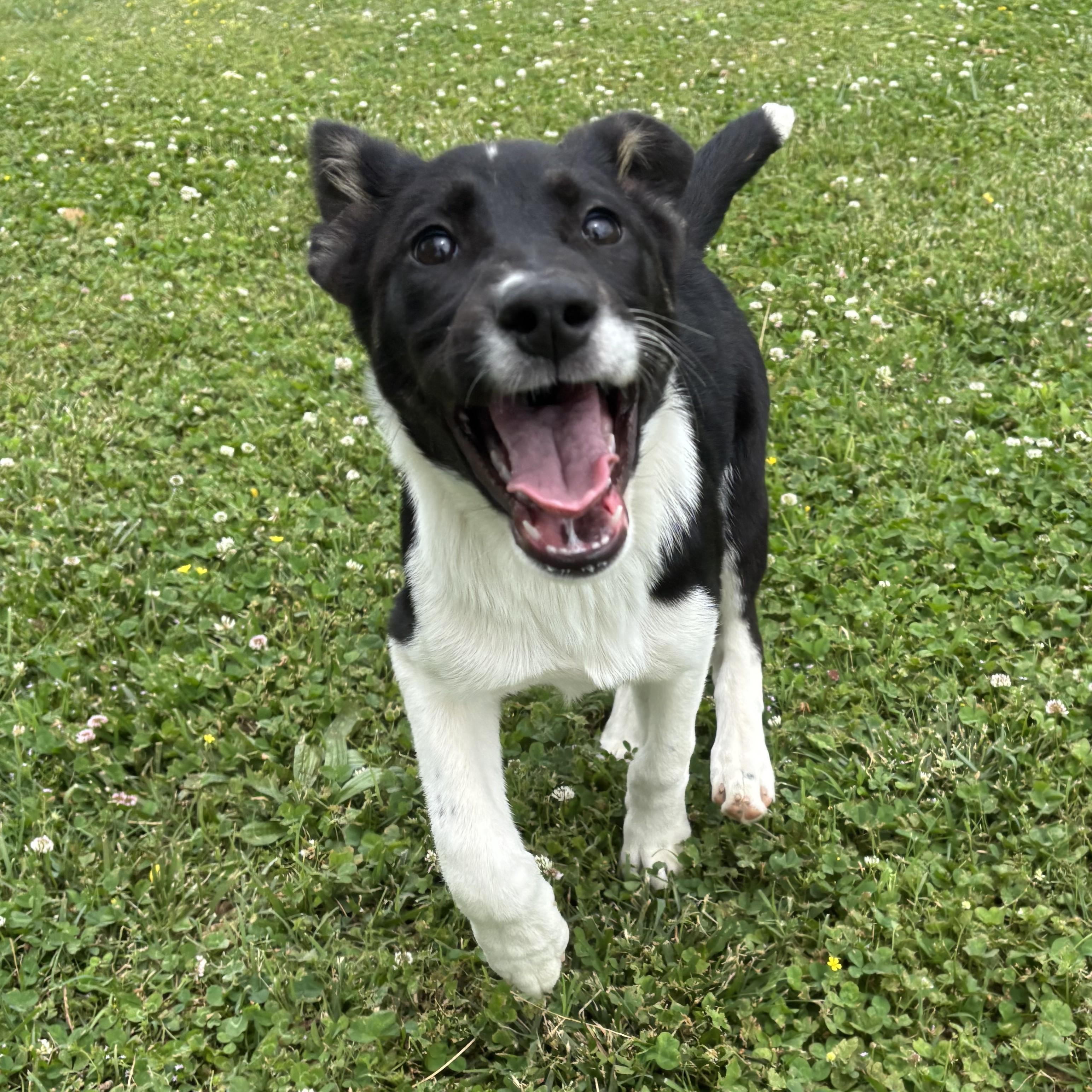 IHOP, a ADOPTABLE mixed breed in Lowell, AR image 5/6