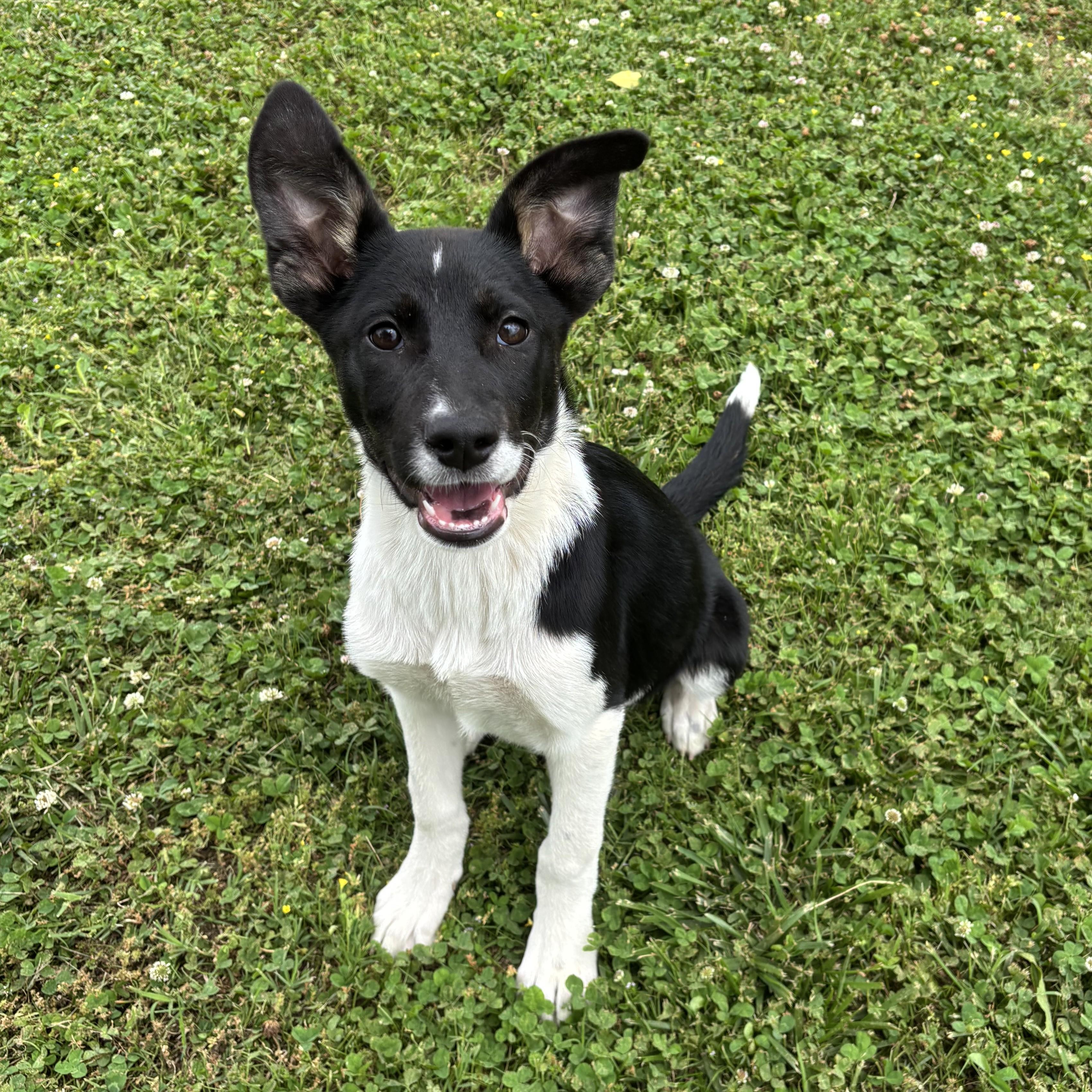 IHOP, a ADOPTABLE mixed breed in Lowell, AR image 4/6