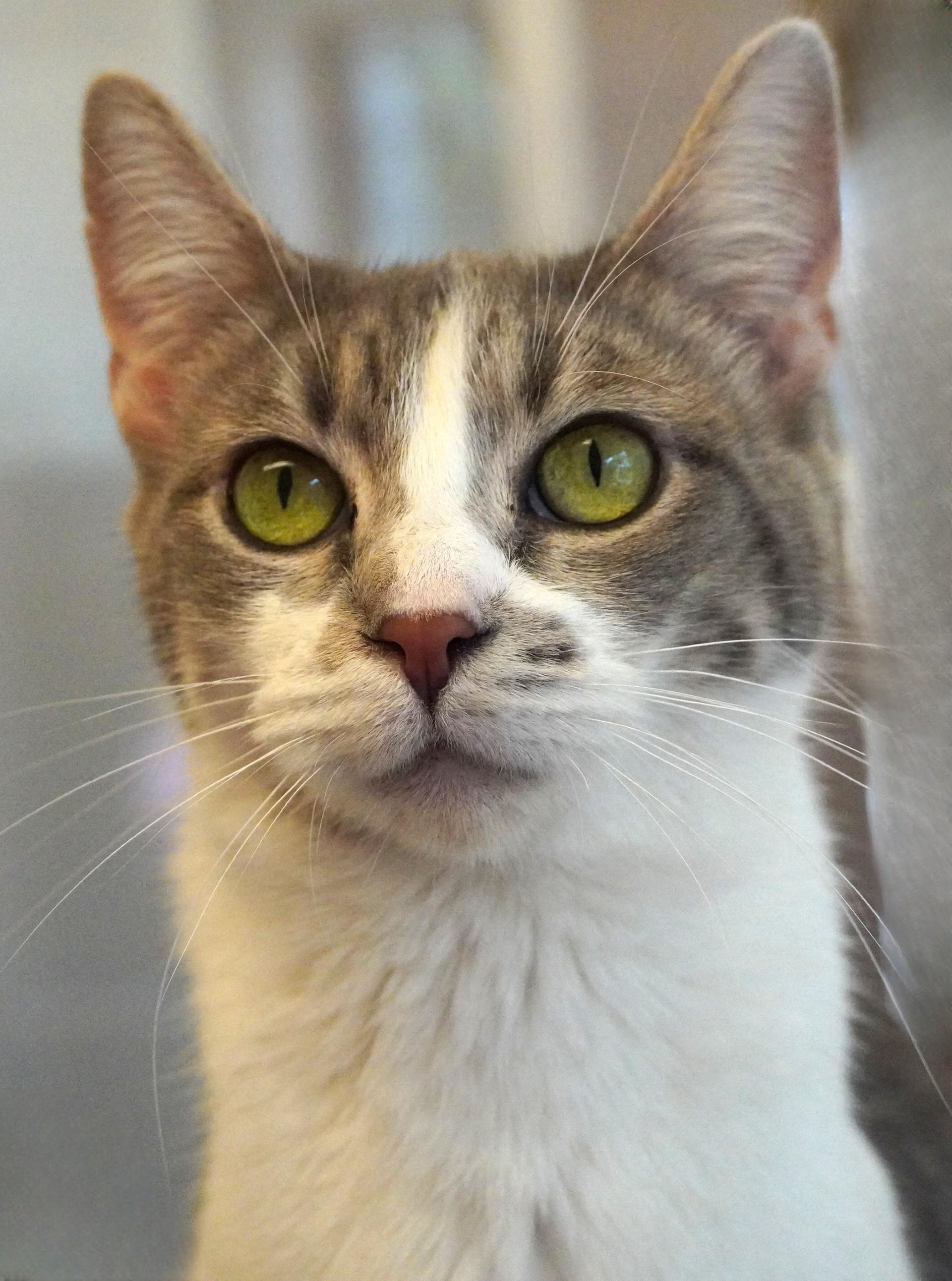 Enlarge Tootsies, a ADOPTABLE mixed breed in Grants Pass, OR image 2/2