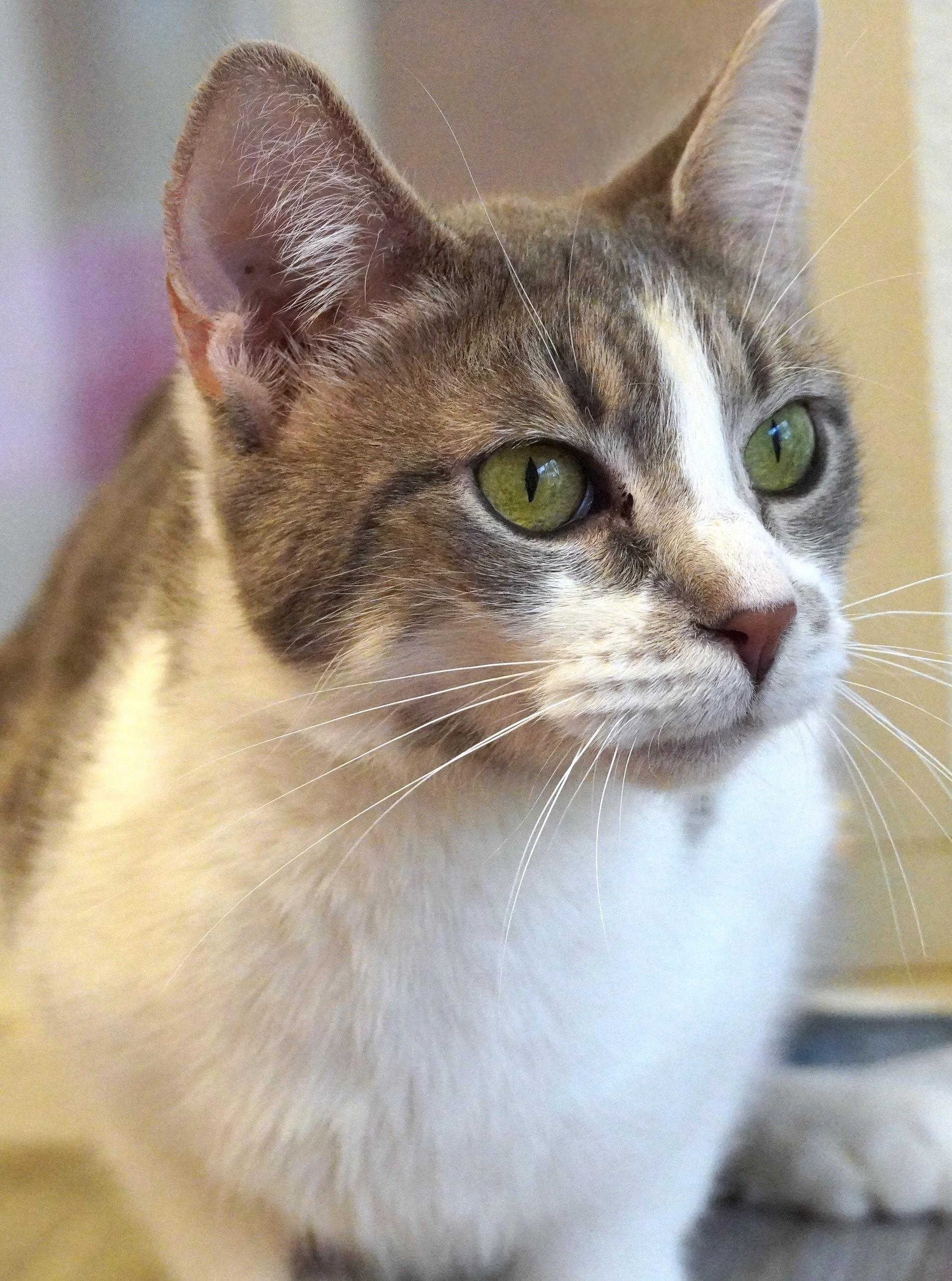 Tootsies, ADOPTABLE, Young Female Domestic Short Hair.