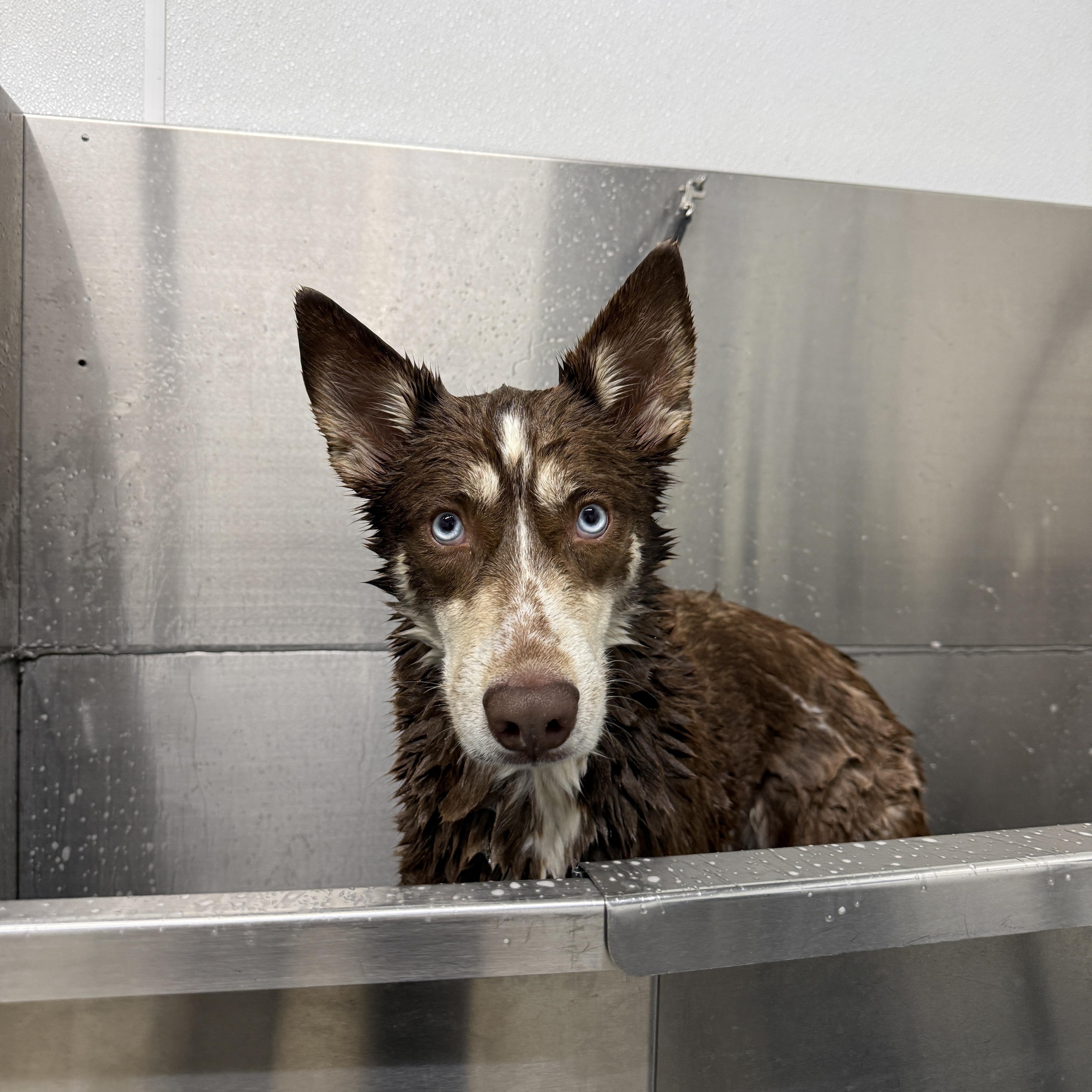 Sienna, a Adoptable mixed breed in Clyde, NC image 2/2