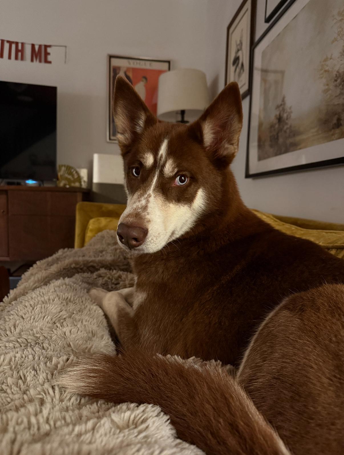 Sienna, Adoptable, Young Female Husky & Siberian Husky.