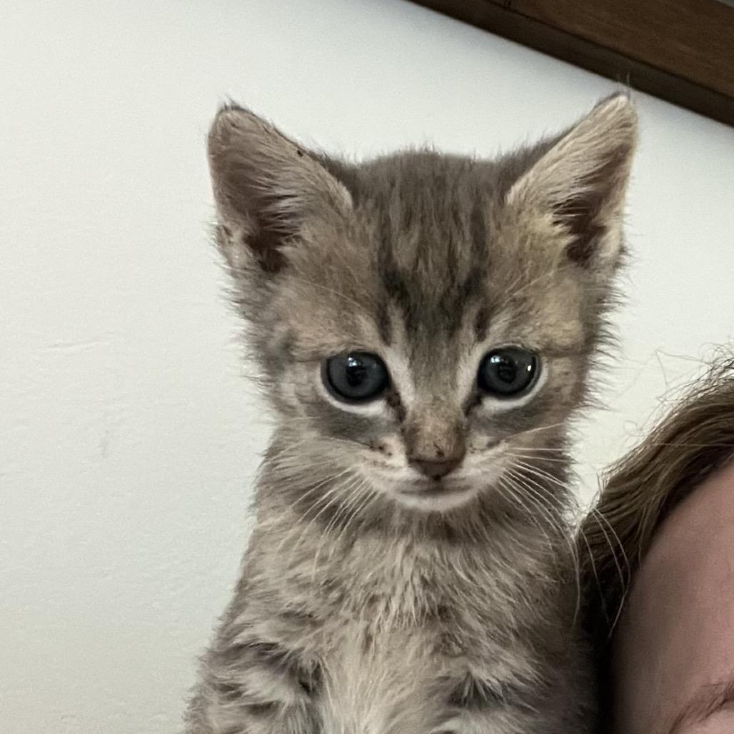 Wilkie, Adoptable, Kitten Male Domestic Short Hair.