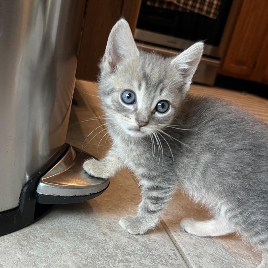 Enlarge Wilkie, a Adoptable Domestic Short Hair in Jupiter, FL image 2/6