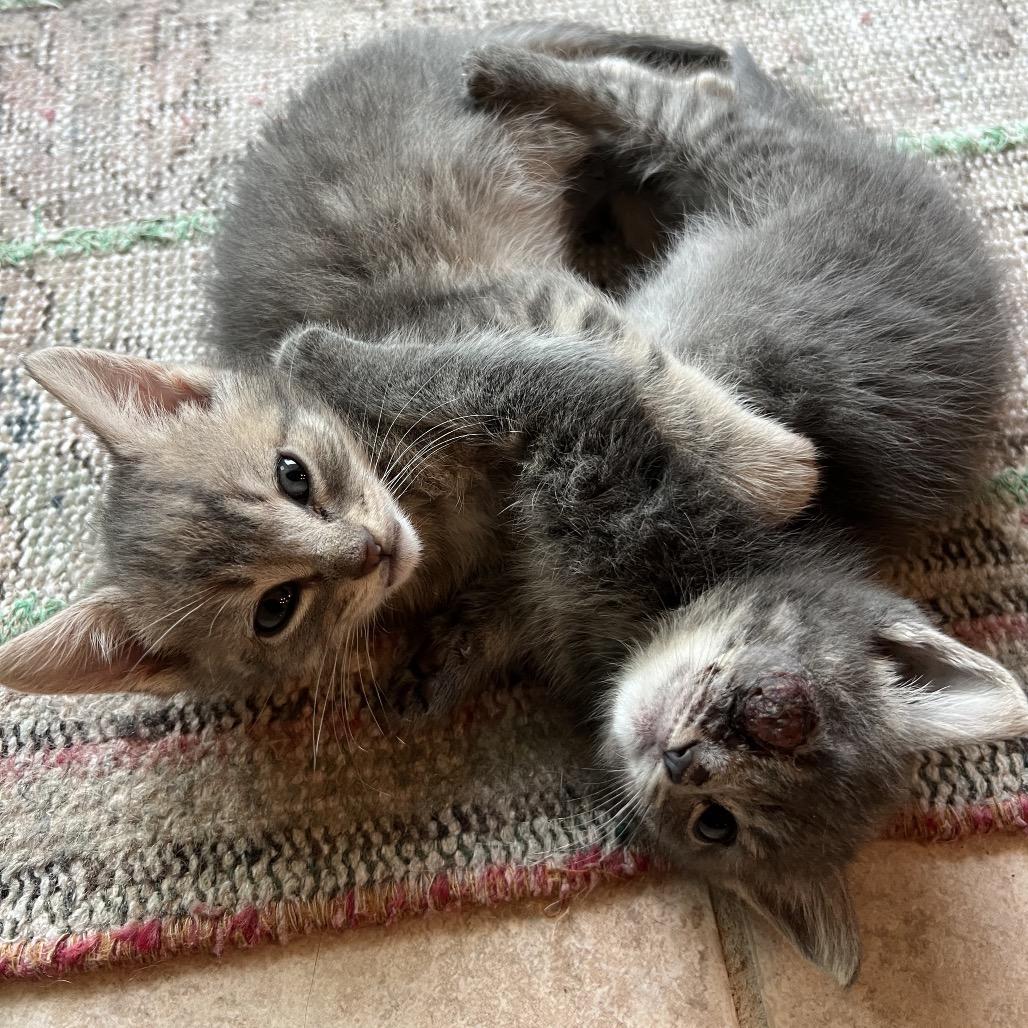 Enlarge Wilkie, a Adoptable Domestic Short Hair in Jupiter, FL image 3/6