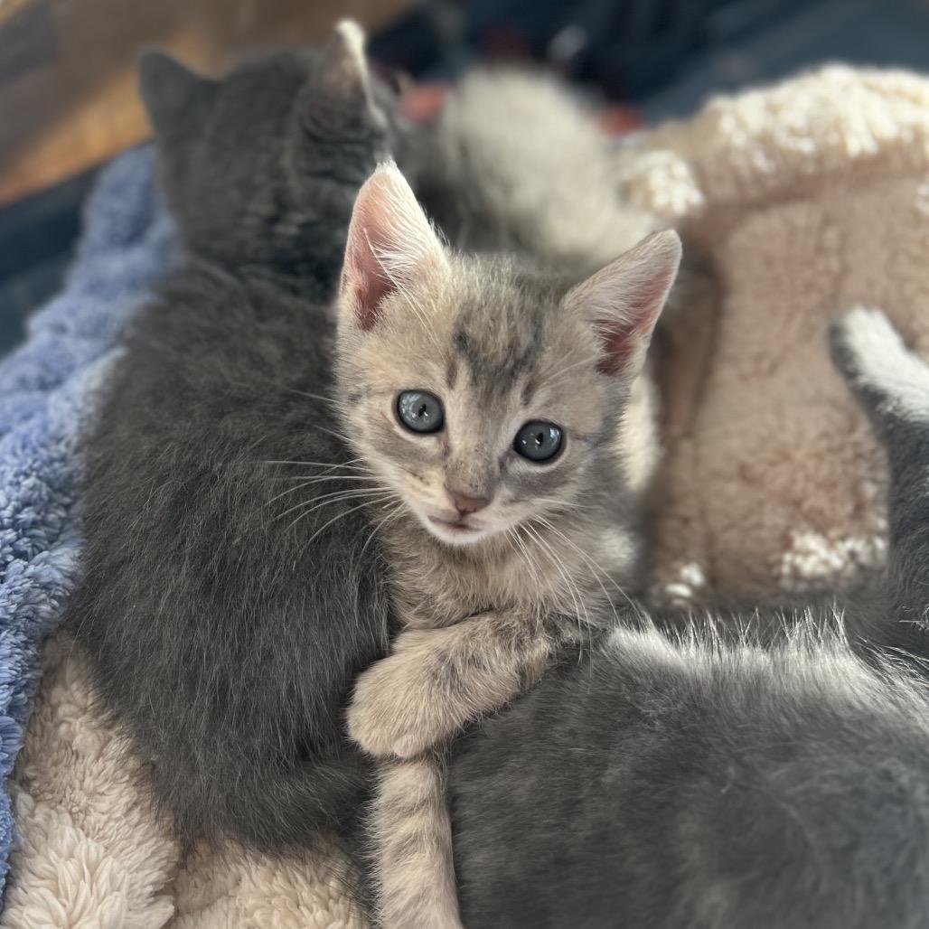 Enlarge Wilkie, a Adoptable Domestic Short Hair in Jupiter, FL image 5/6