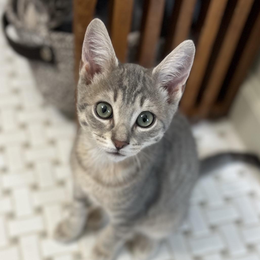 Enlarge Wilkie, a Adoptable Domestic Short Hair in Jupiter, FL image 6/6