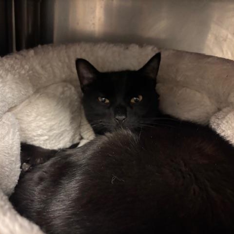 Enlarge Flash - a mini panther, a ADOPTABLE Domestic Short Hair in Braintree, MA image 1/5