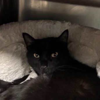 Enlarge Flash - a mini panther, a ADOPTABLE Domestic Short Hair in Braintree, MA image 2/5