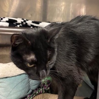 Enlarge Flash - a mini panther, a ADOPTABLE Domestic Short Hair in Braintree, MA image 3/5