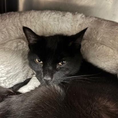 Enlarge Flash - a mini panther, a ADOPTABLE Domestic Short Hair in Braintree, MA image 4/5