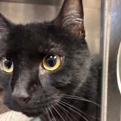 Enlarge Flash - a mini panther, a ADOPTABLE Domestic Short Hair in Braintree, MA image 5/5