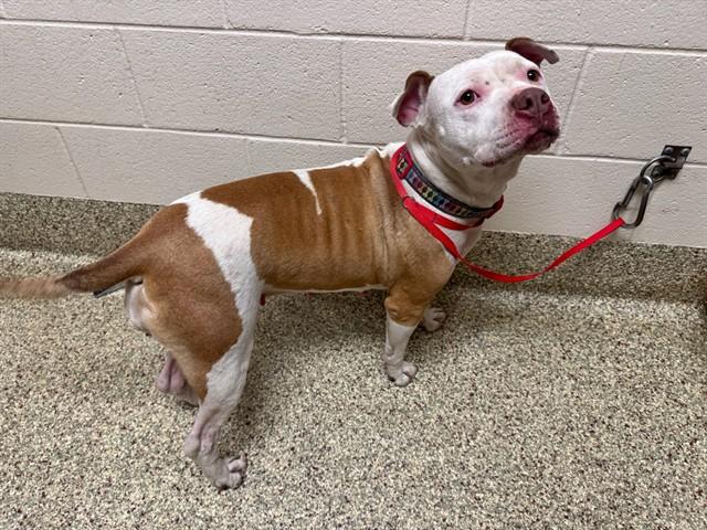 Enlarge MINNOW, a Adoptable Pit Bull Terrier in Colorado Springs, CO image 1/1