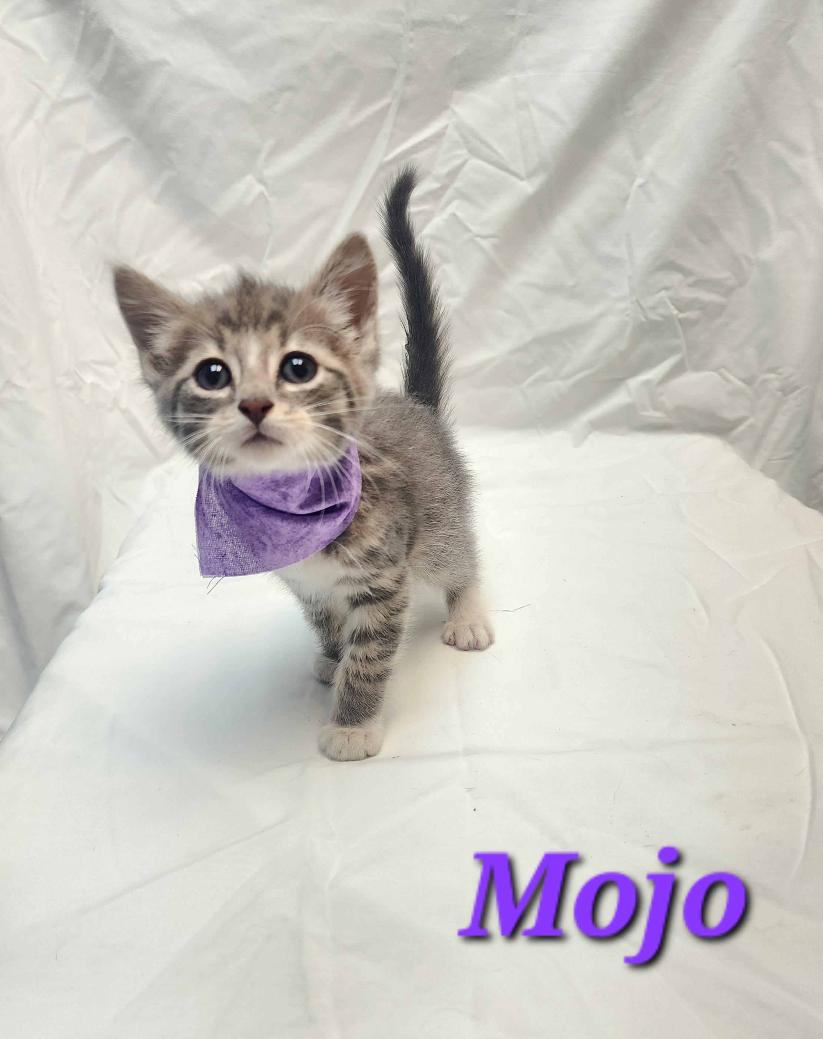 Enlarge Mojo, a Adopted Domestic Medium Hair in Tulsa, OK image 1/1