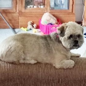 Nixie, an adoptable mixed breed in White Bear Lake, MN image 3/5