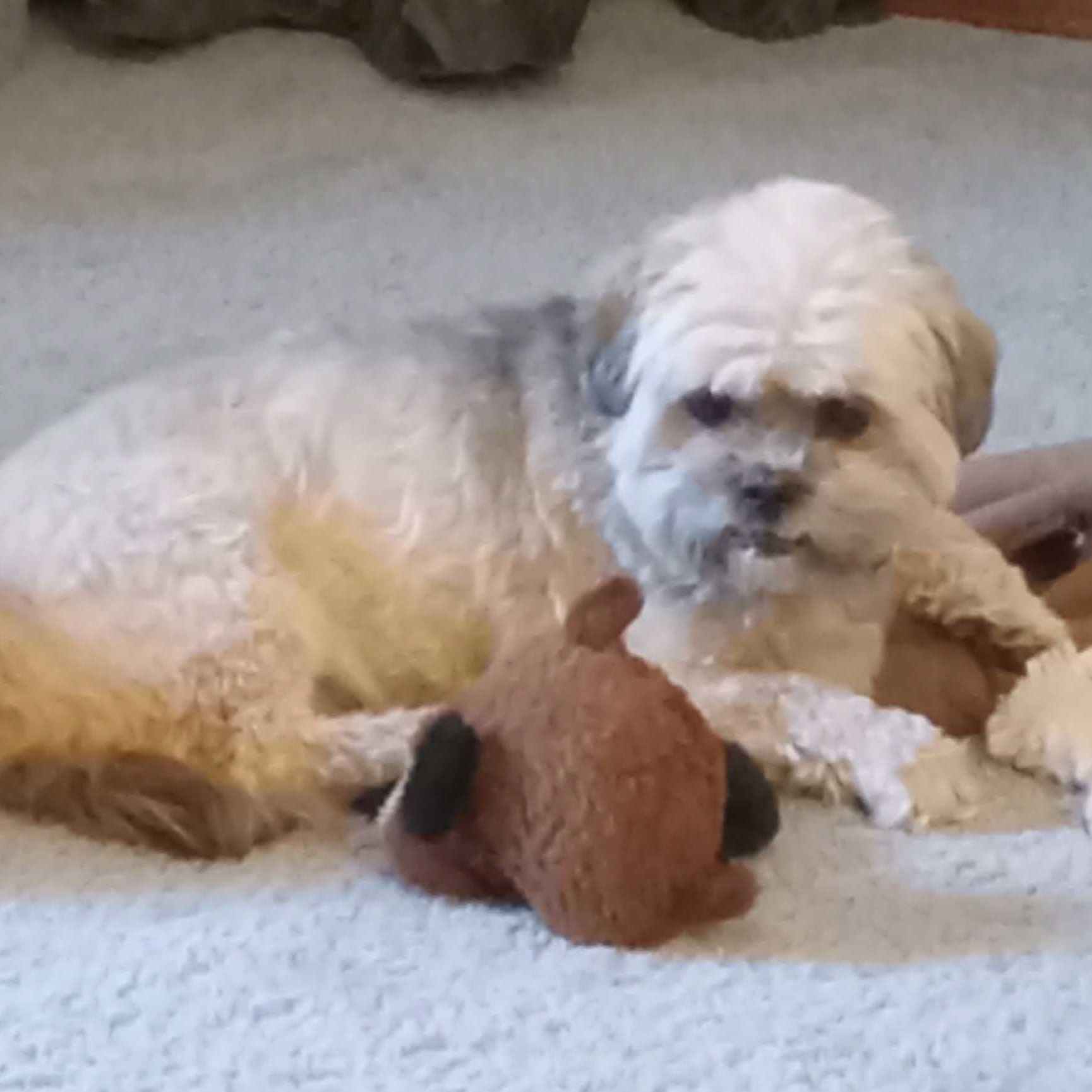 Nixie, an adoptable mixed breed in White Bear Lake, MN image 2/5