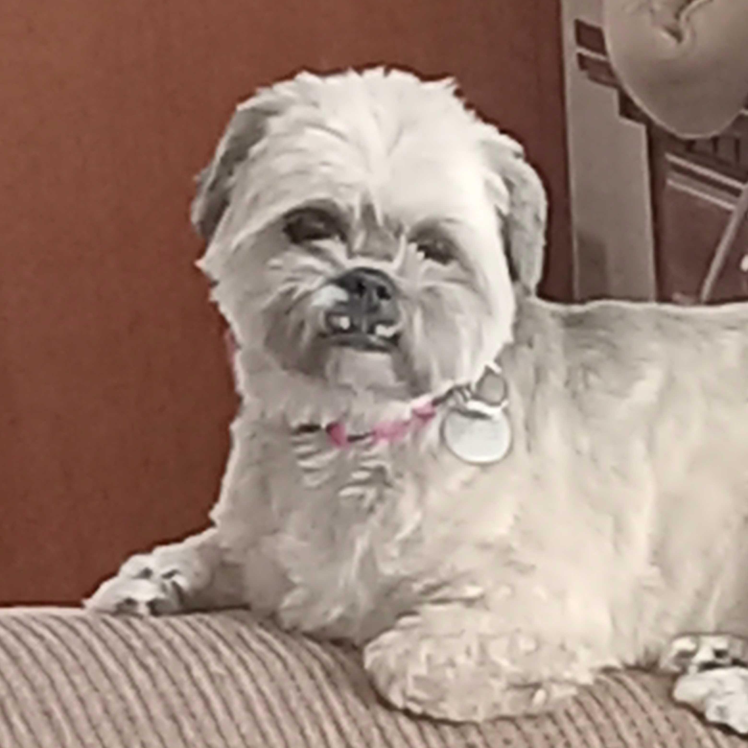 Nixie, an adoptable mixed breed in White Bear Lake, MN image 5/5