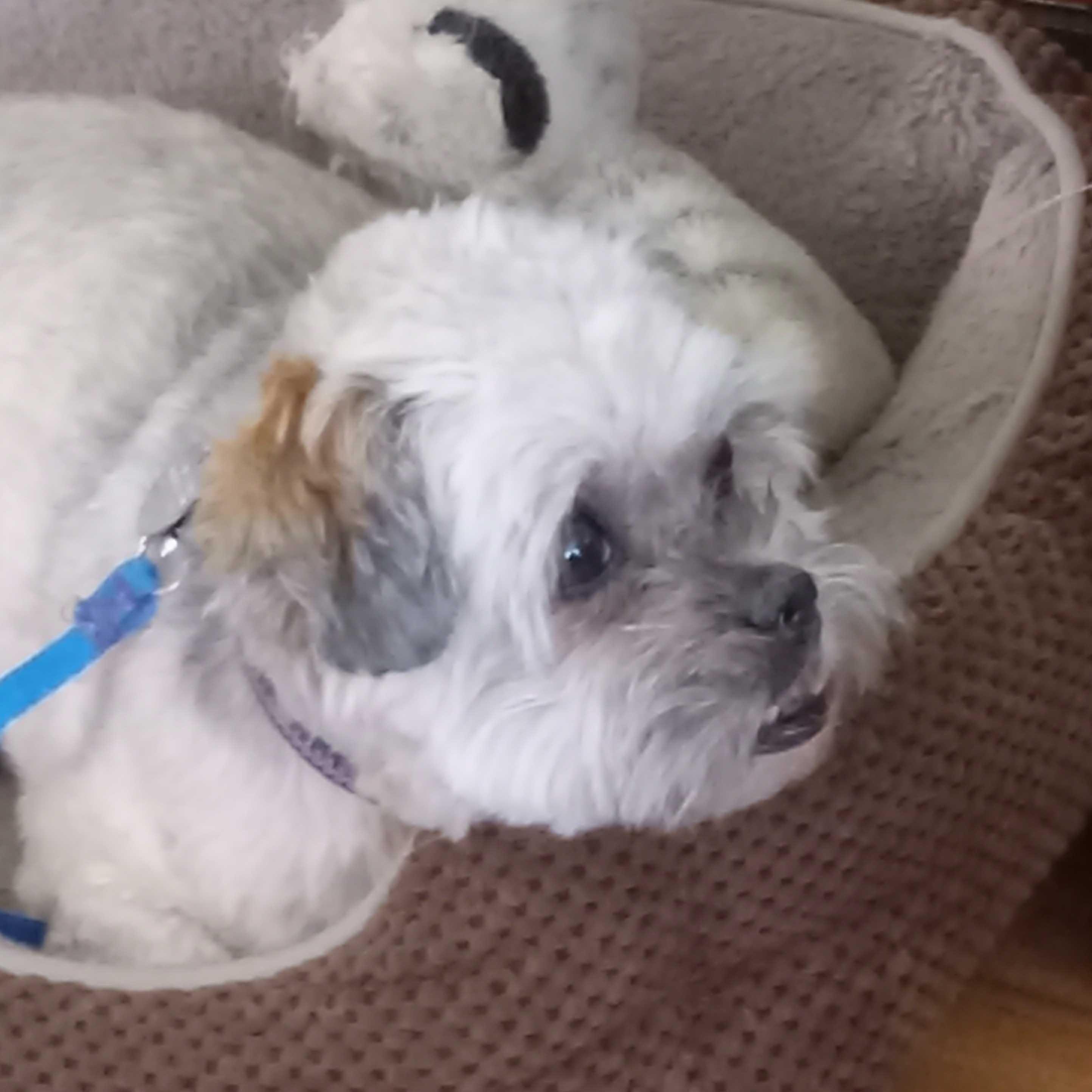 Nixie, an adoptable mixed breed in White Bear Lake, MN image 4/5