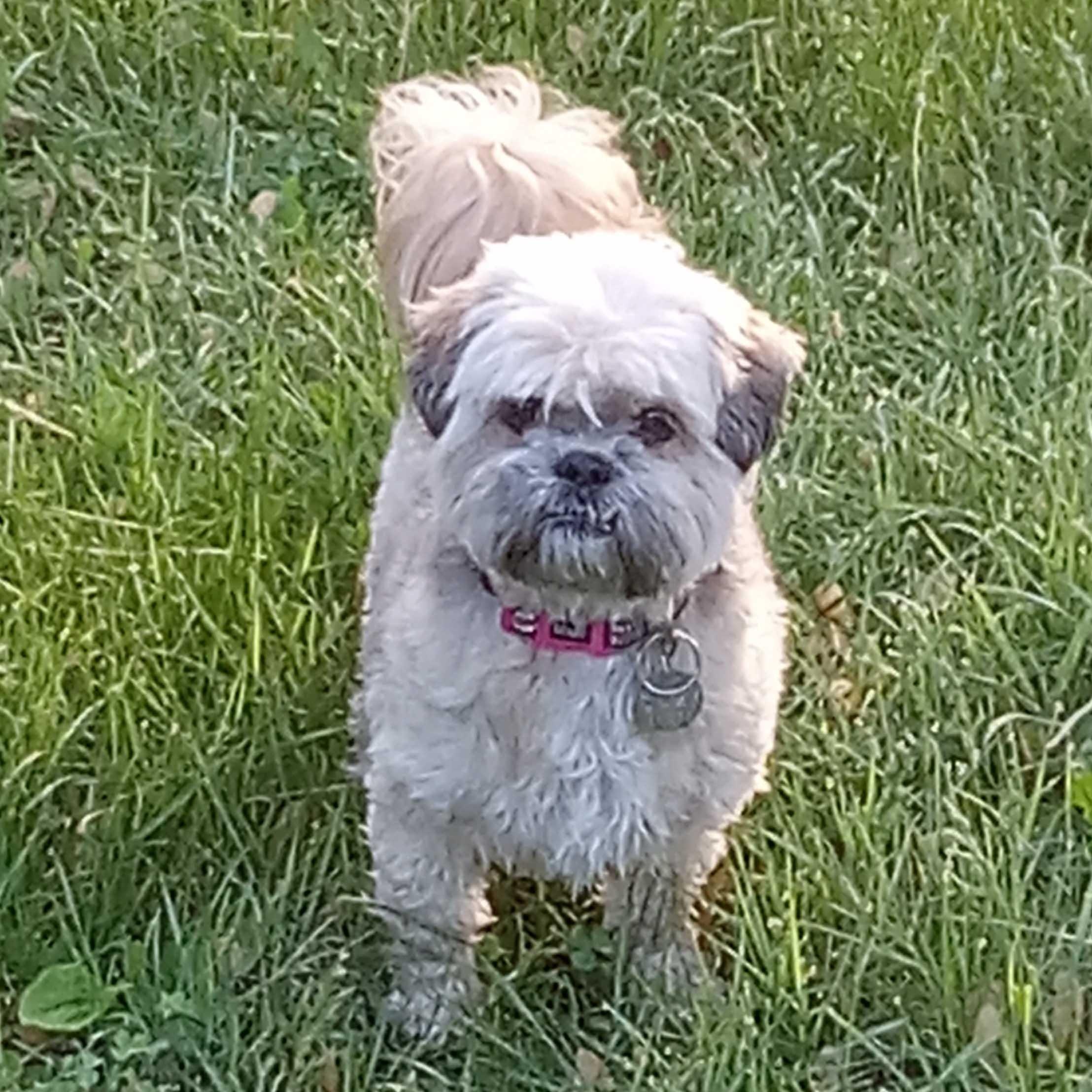 Nixie, an adoptable mixed breed in White Bear Lake, MN image 1/5