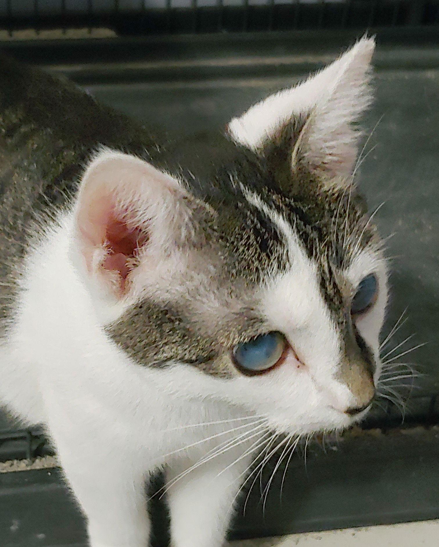 Split, Adopted, Adult Female Domestic Short Hair.