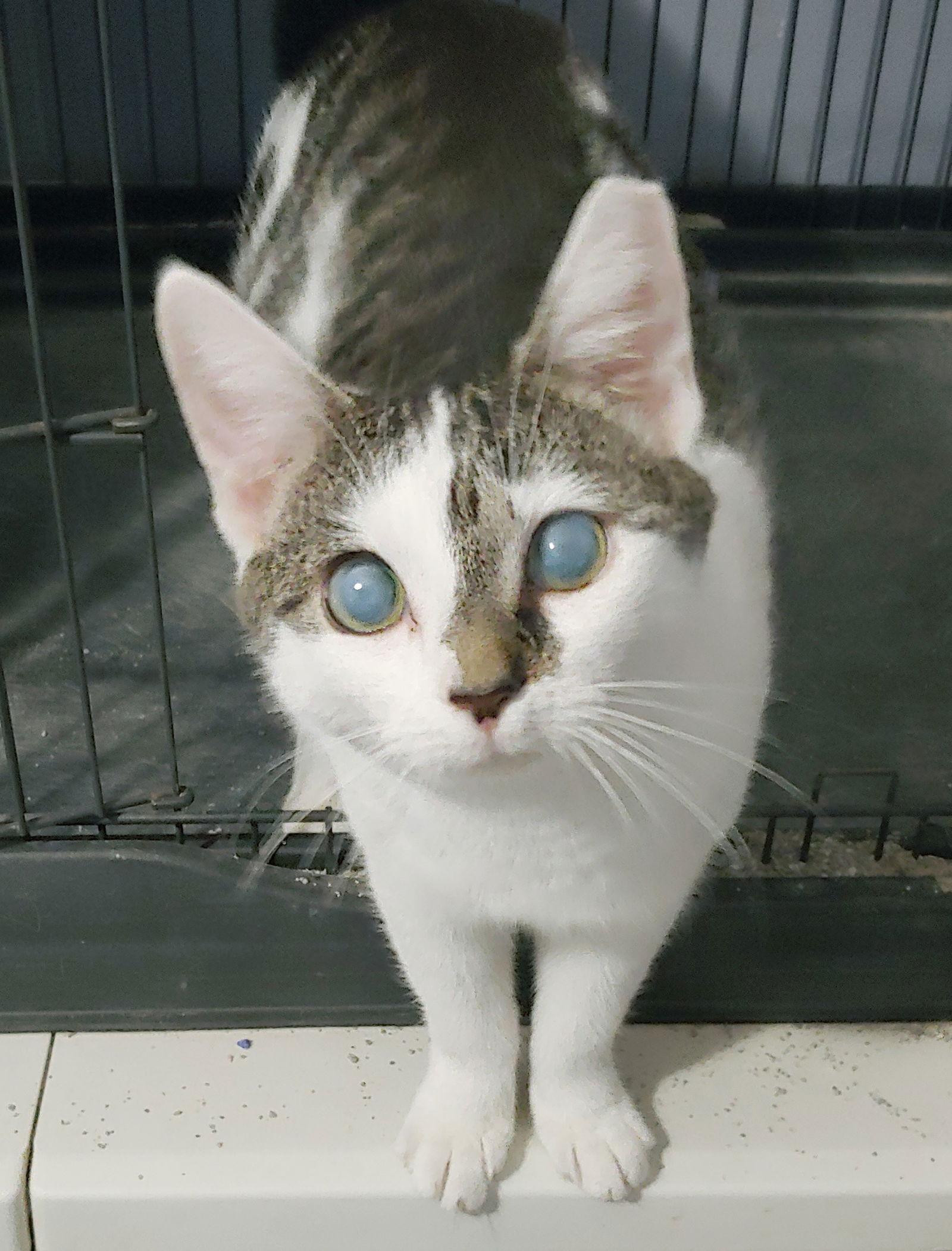 Enlarge Split, a Adopted Domestic Short Hair in Pompano Beach, FL image 2/3