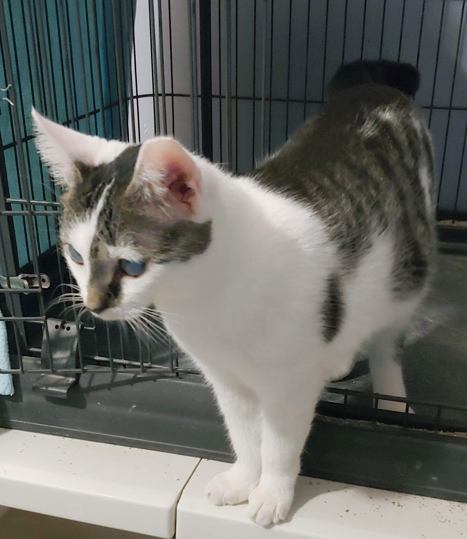 Enlarge Split, a Adopted Domestic Short Hair in Pompano Beach, FL image 3/3
