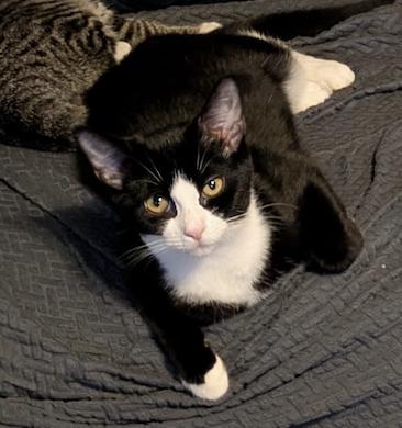 Enlarge Emmy, a Adoptable Domestic Short Hair in Philadelphia, PA image 1/2