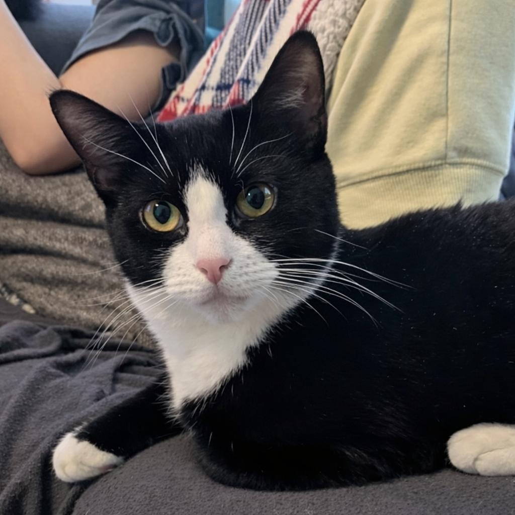 Enlarge Emmy, a Adoptable Domestic Short Hair in Philadelphia, PA image 1/3