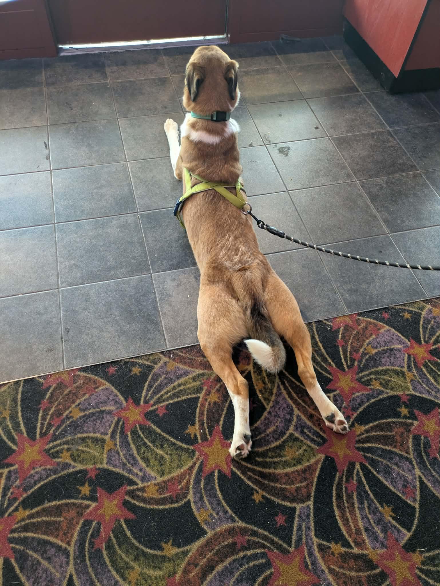 Dodge, ADOPTABLE, Adult Male Australian Cattle Dog / Blue Heeler & Great Pyrenees.