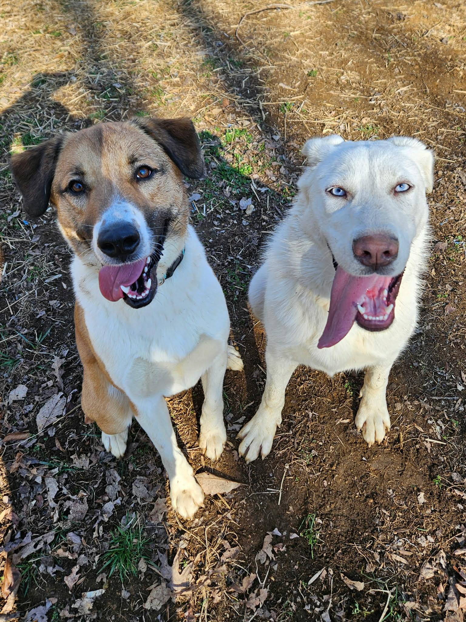 Enlarge Dodge, an adopted mixed breed in Hilham, TN image 2/6