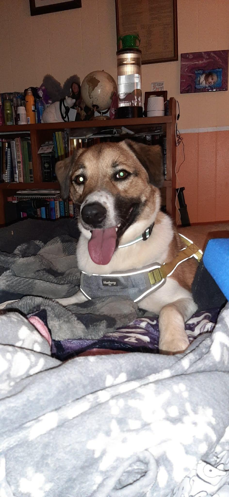 Enlarge Dodge, a ADOPTABLE mixed breed in Hilham, TN image 2/5