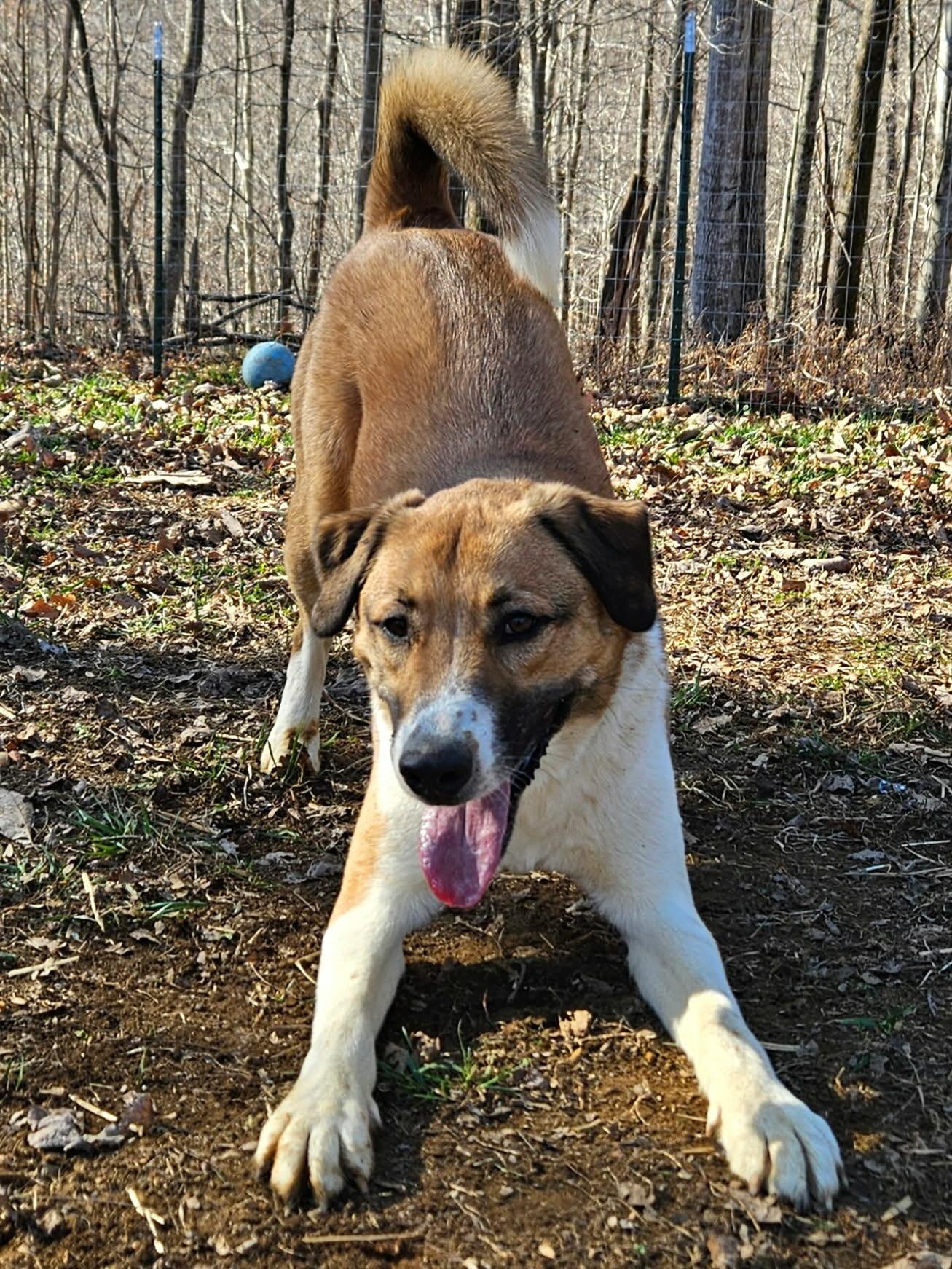 Dodge, adopted, Young Male Australian Cattle Dog / Blue Heeler & Great Pyrenees.