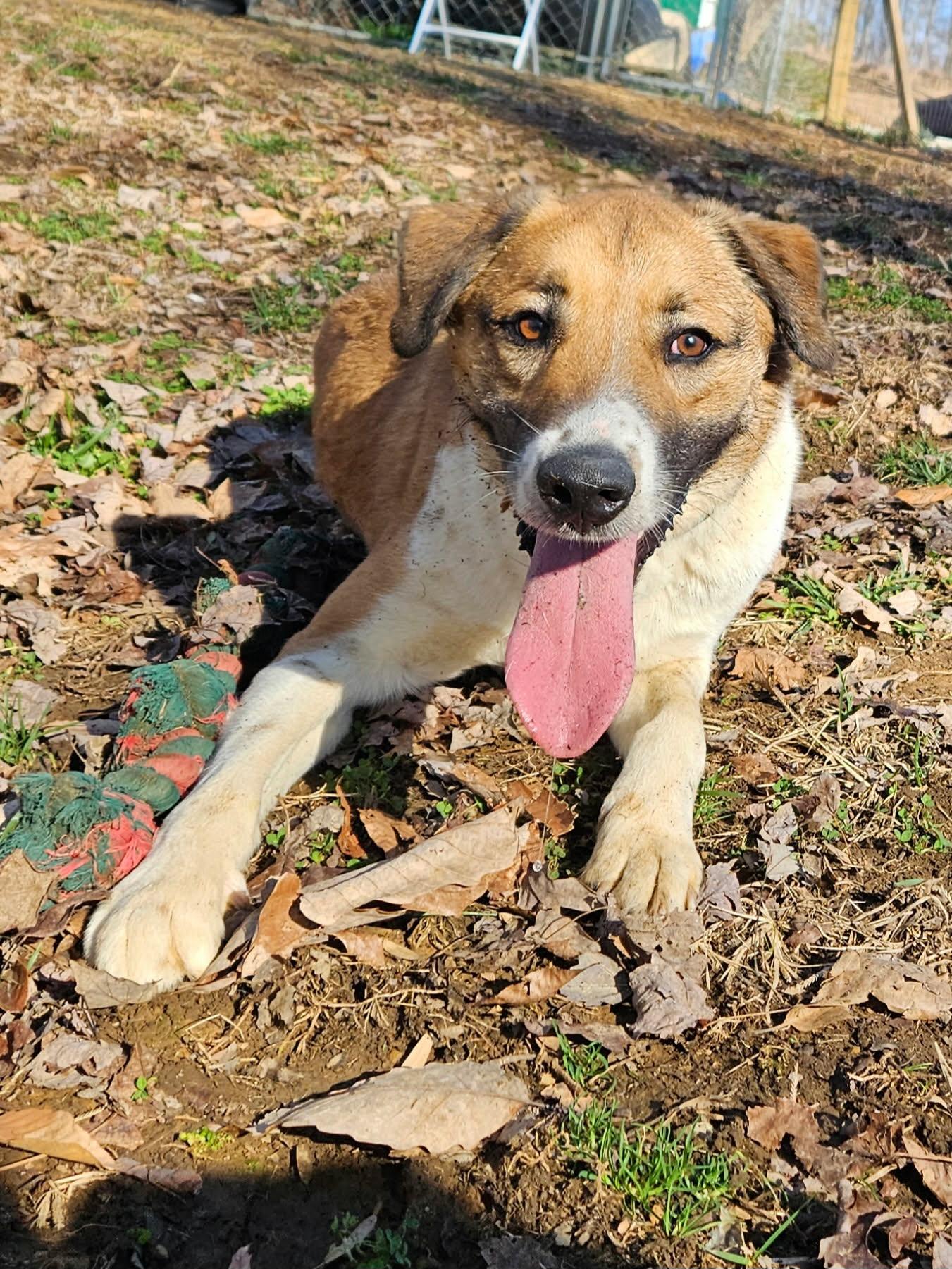 Enlarge Dodge, an adopted mixed breed in Hilham, TN image 3/6