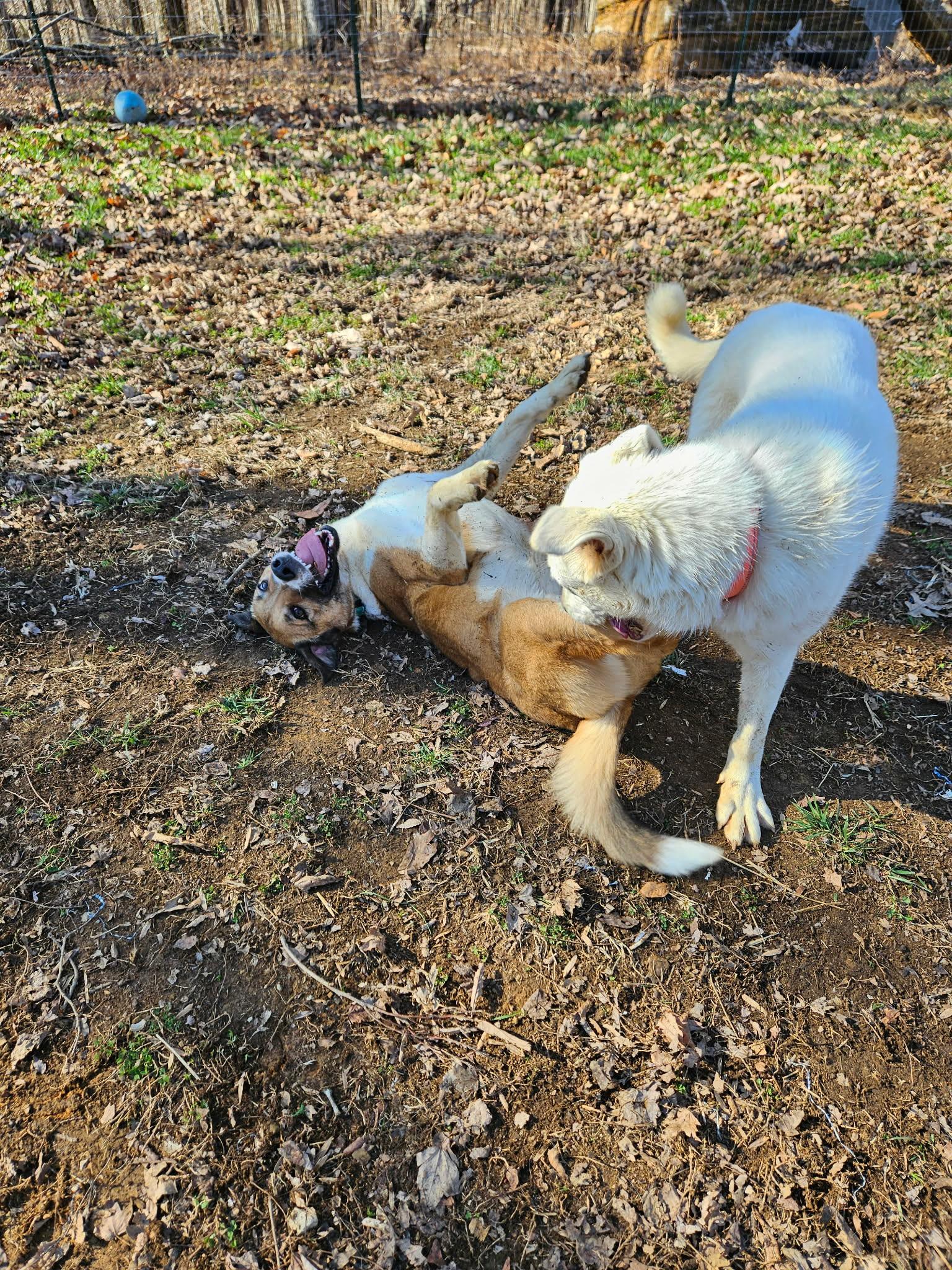 Enlarge Dodge, an adopted mixed breed in Hilham, TN image 4/6