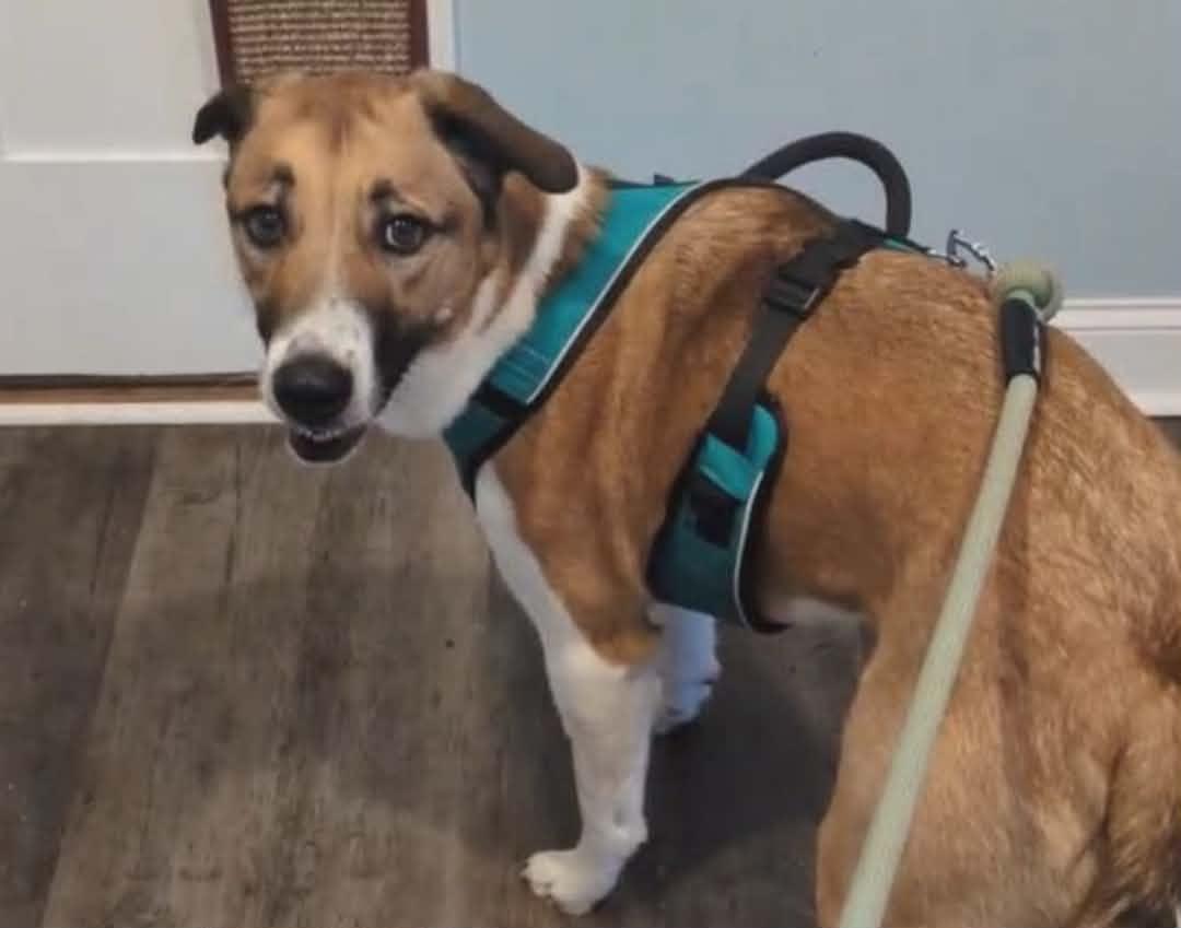 Enlarge Dodge, a ADOPTABLE mixed breed in Hilham, TN image 4/5